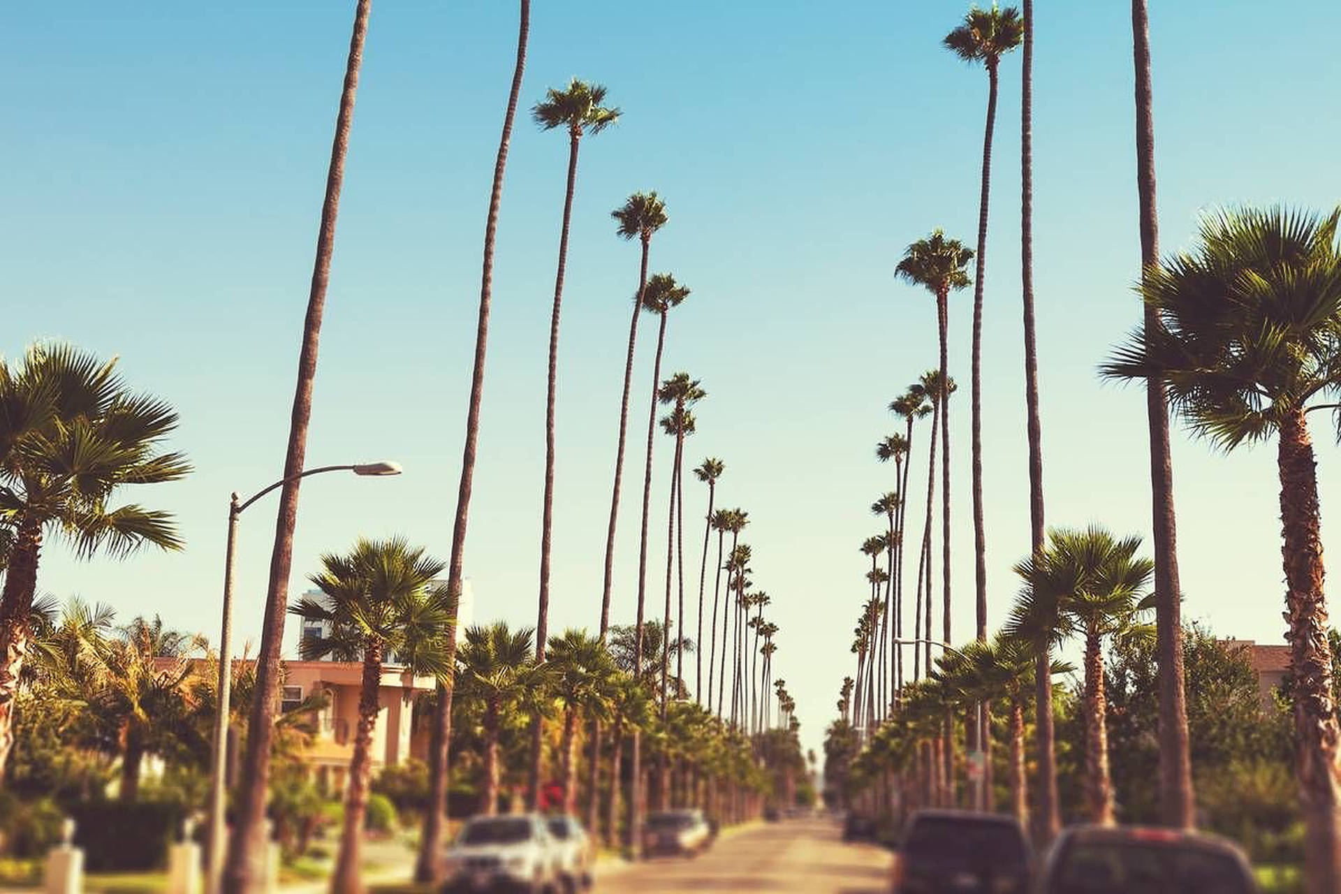 Sunset Boulevard, tall palm trees, sunlit street, Full HD Desktop Wallpaper