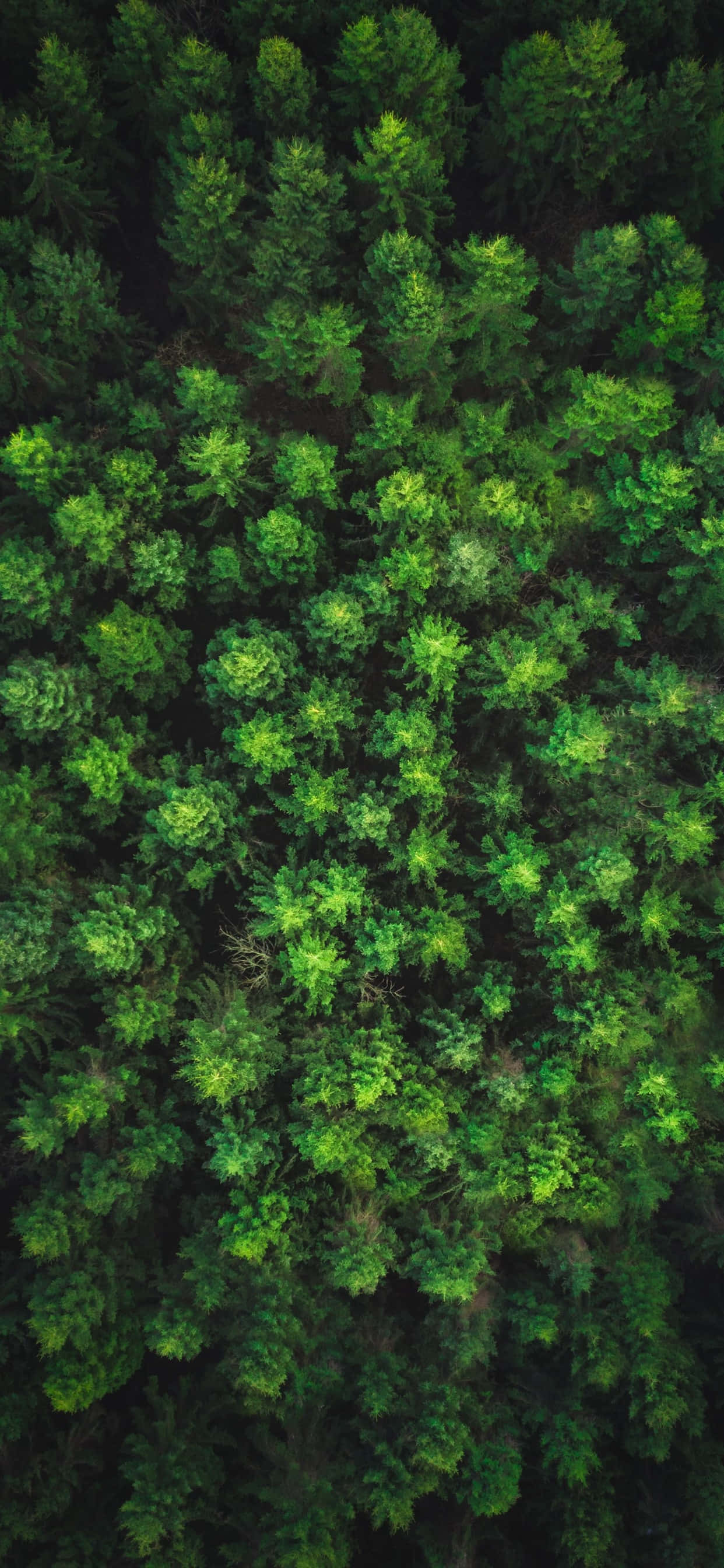 trees, boulevard, aerial view, 2K Phone Wallpaper