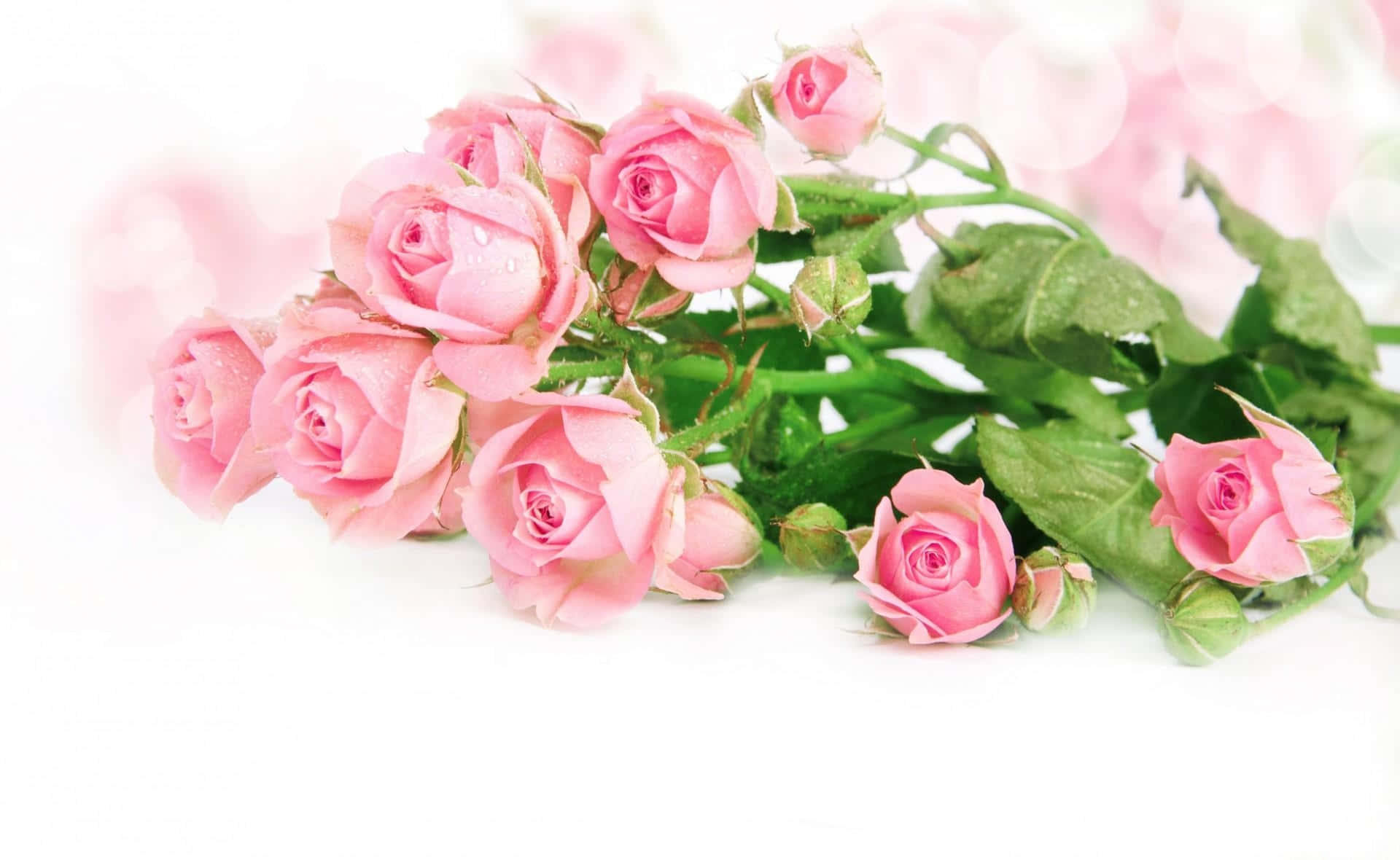 tender rose bouquet, pink roses, dewdrops, Full HD Desktop Wallpaper