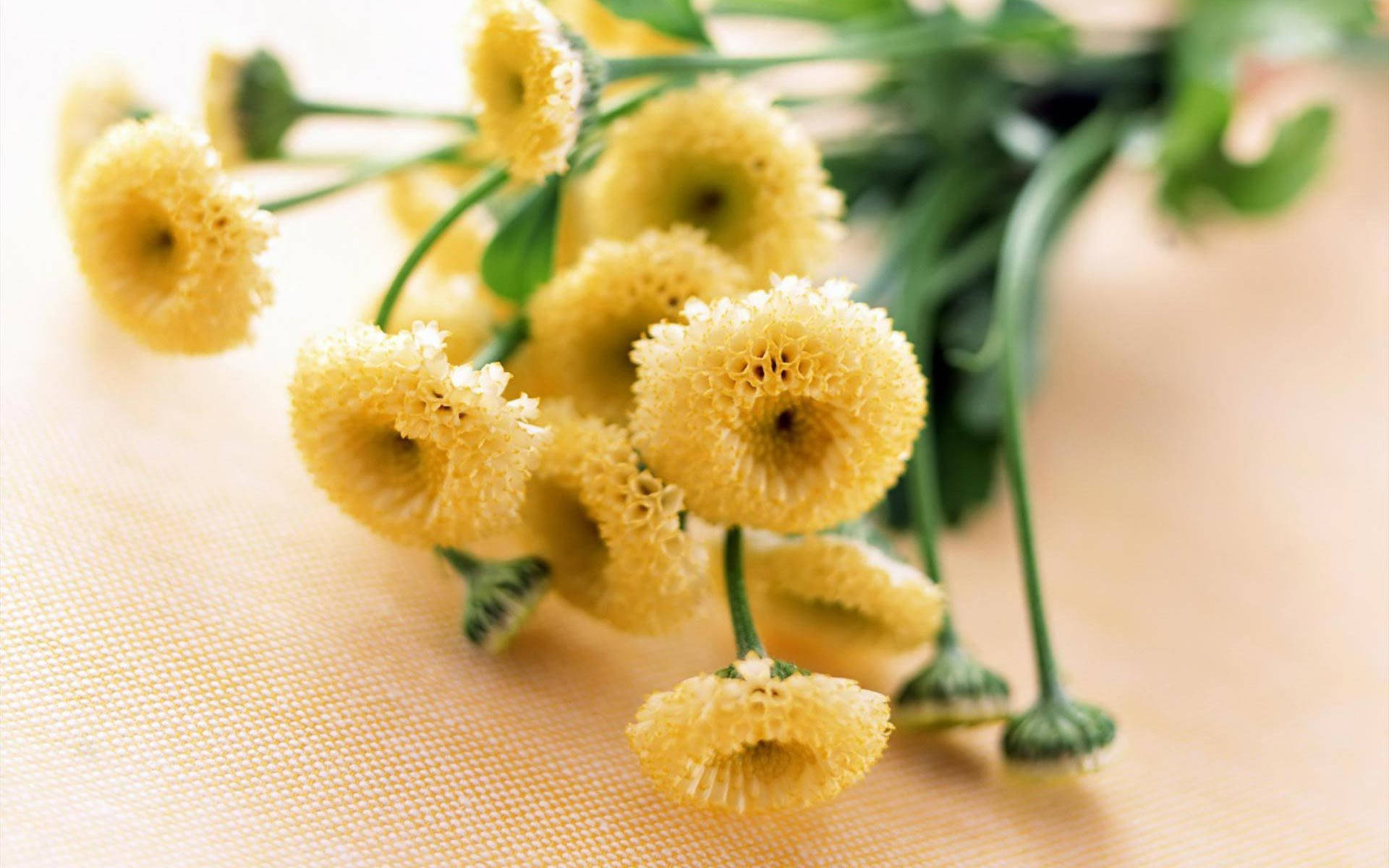 yellow craspedia flowers, button-like flowers, green stems, Full HD Desktop Wallpaper