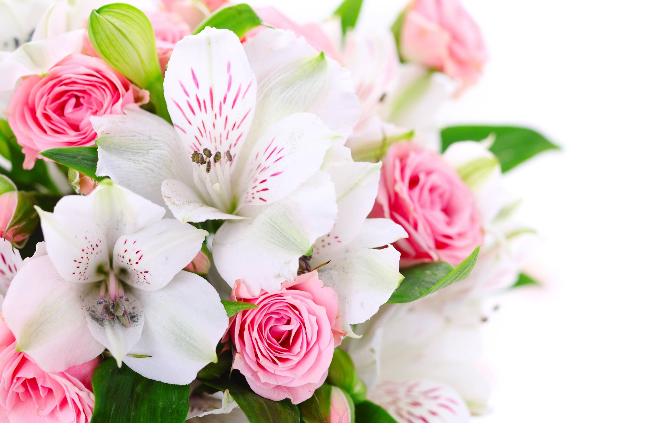 Peruvian lilies, white alstroemeria, pink speckles, Full HD Desktop Wallpaper