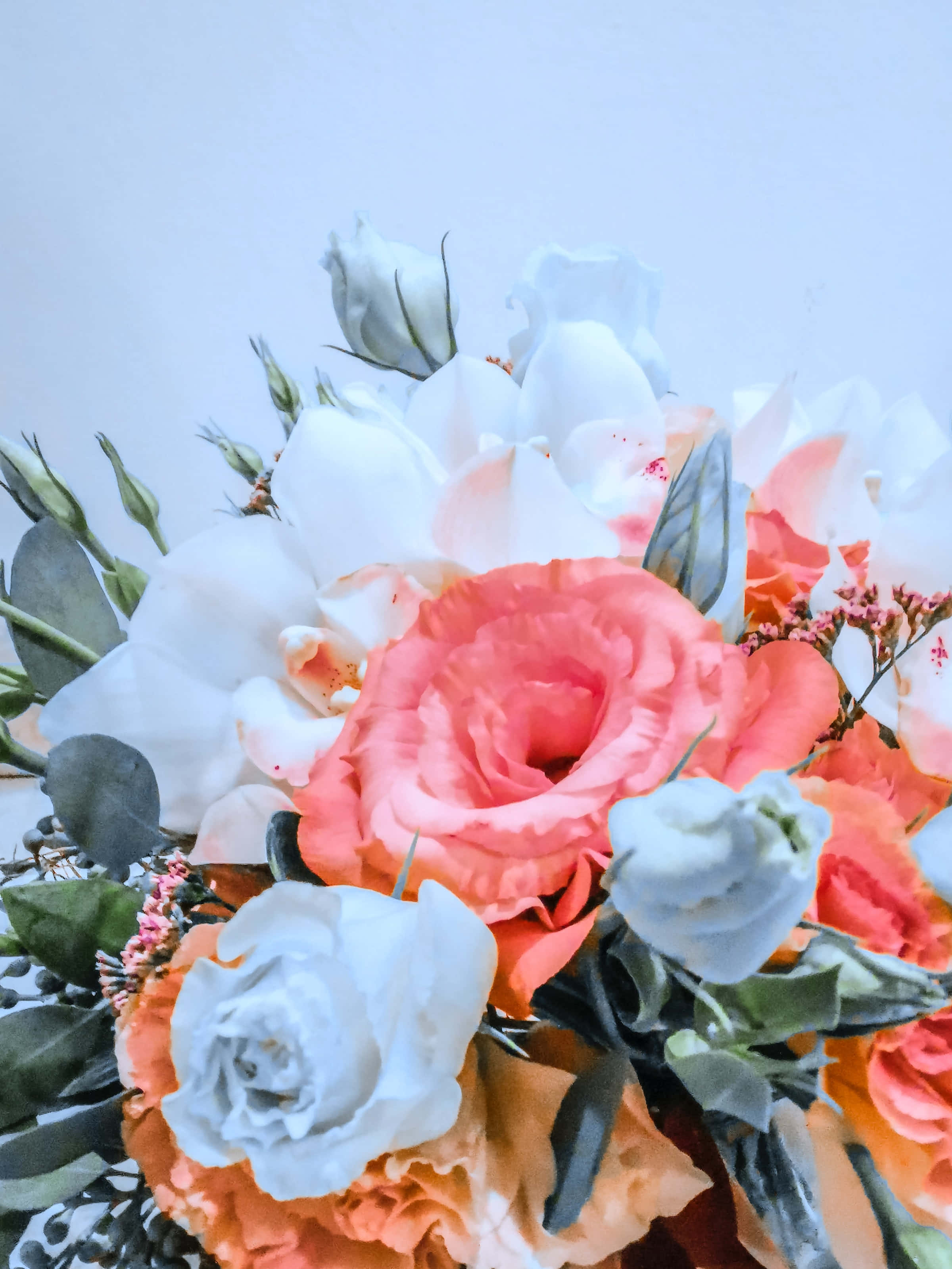 coral peach roses, white roses, greenery, 2K Phone Wallpaper