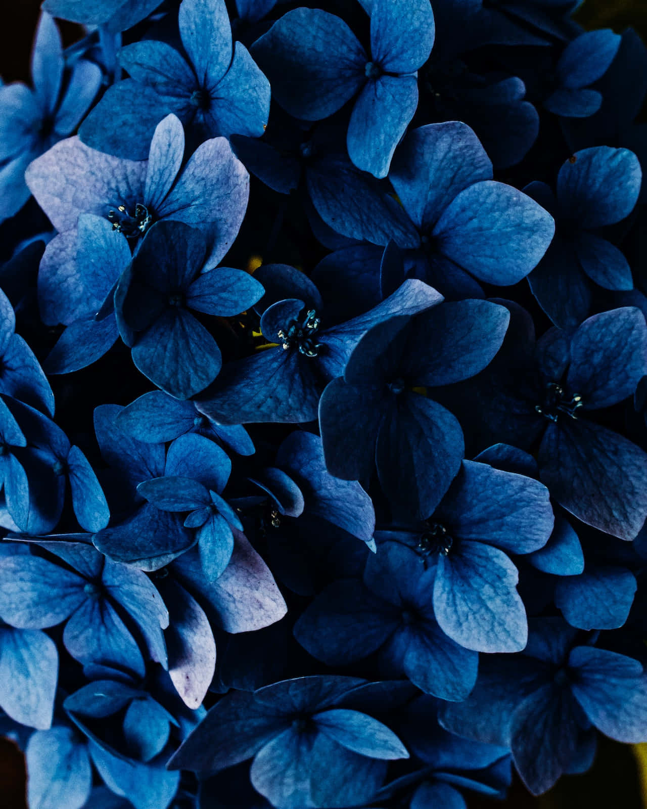 dark blue hydrangea blossoms, textured petals, dark shadows, HD Phone Wallpaper