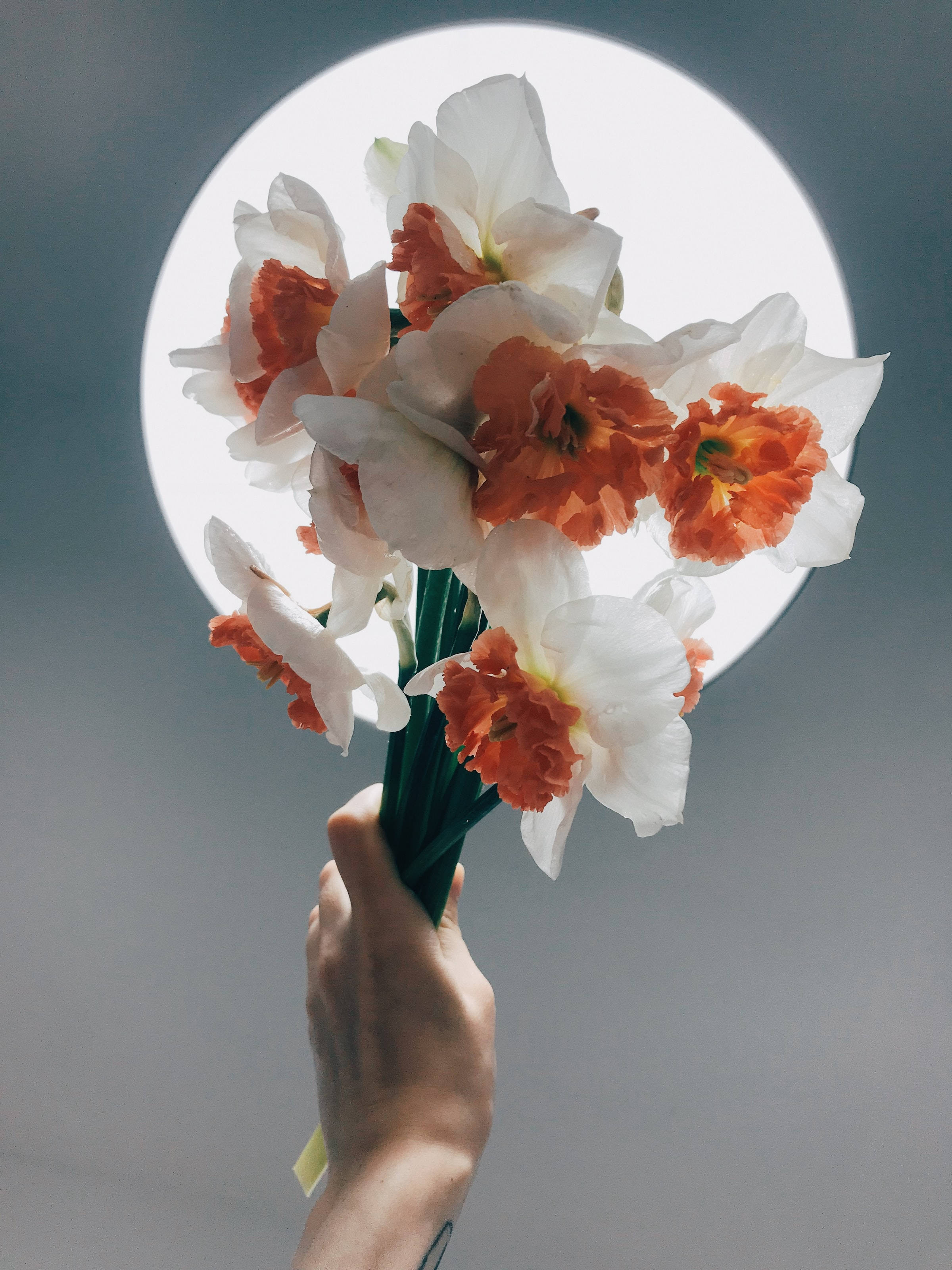 bunch flowered daffodils, white and orange daffodils, bouquet, 2K Phone Wallpaper