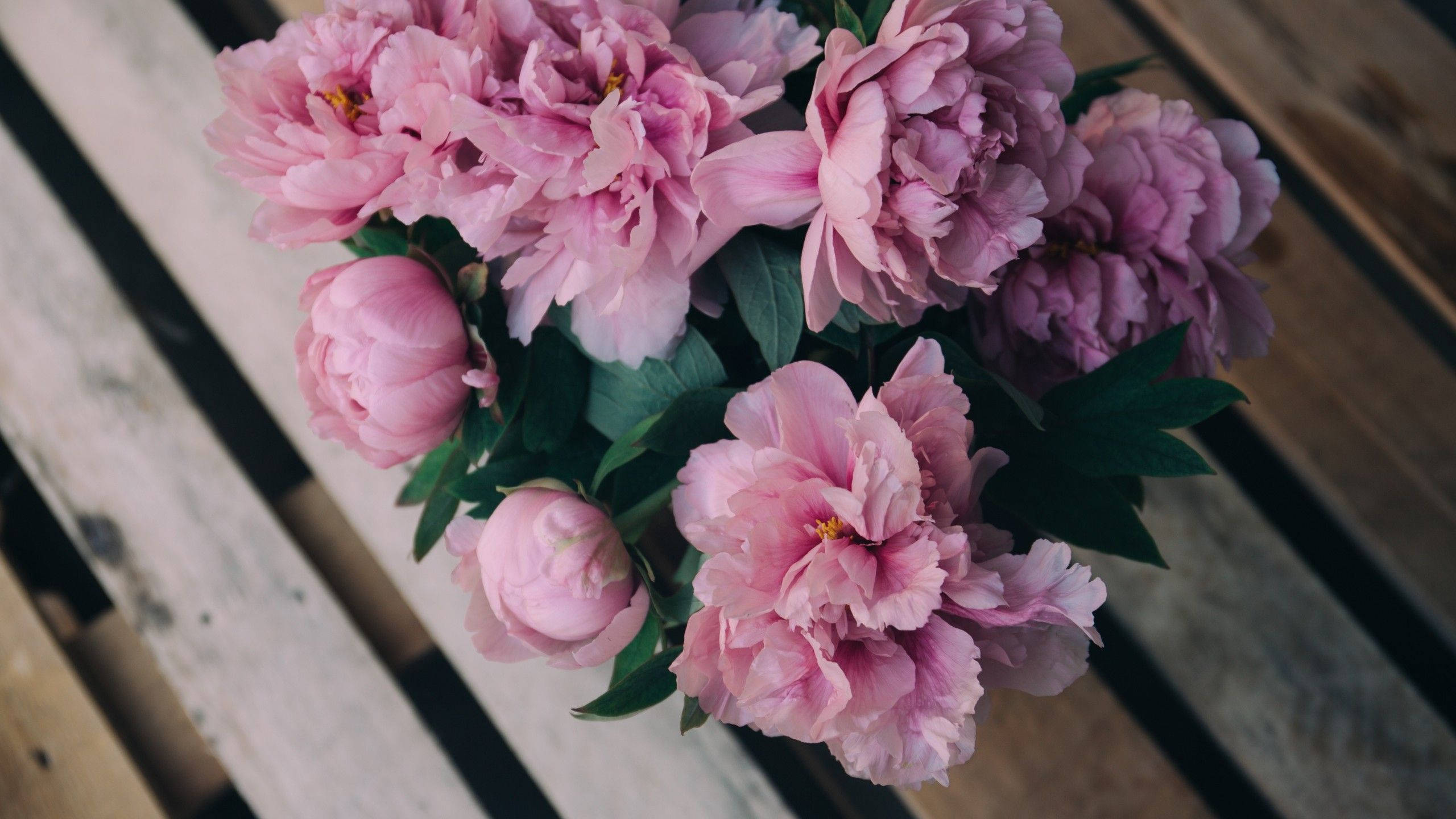 peony flowers, soft pink peonies, green leaves, 2K Desktop Wallpaper