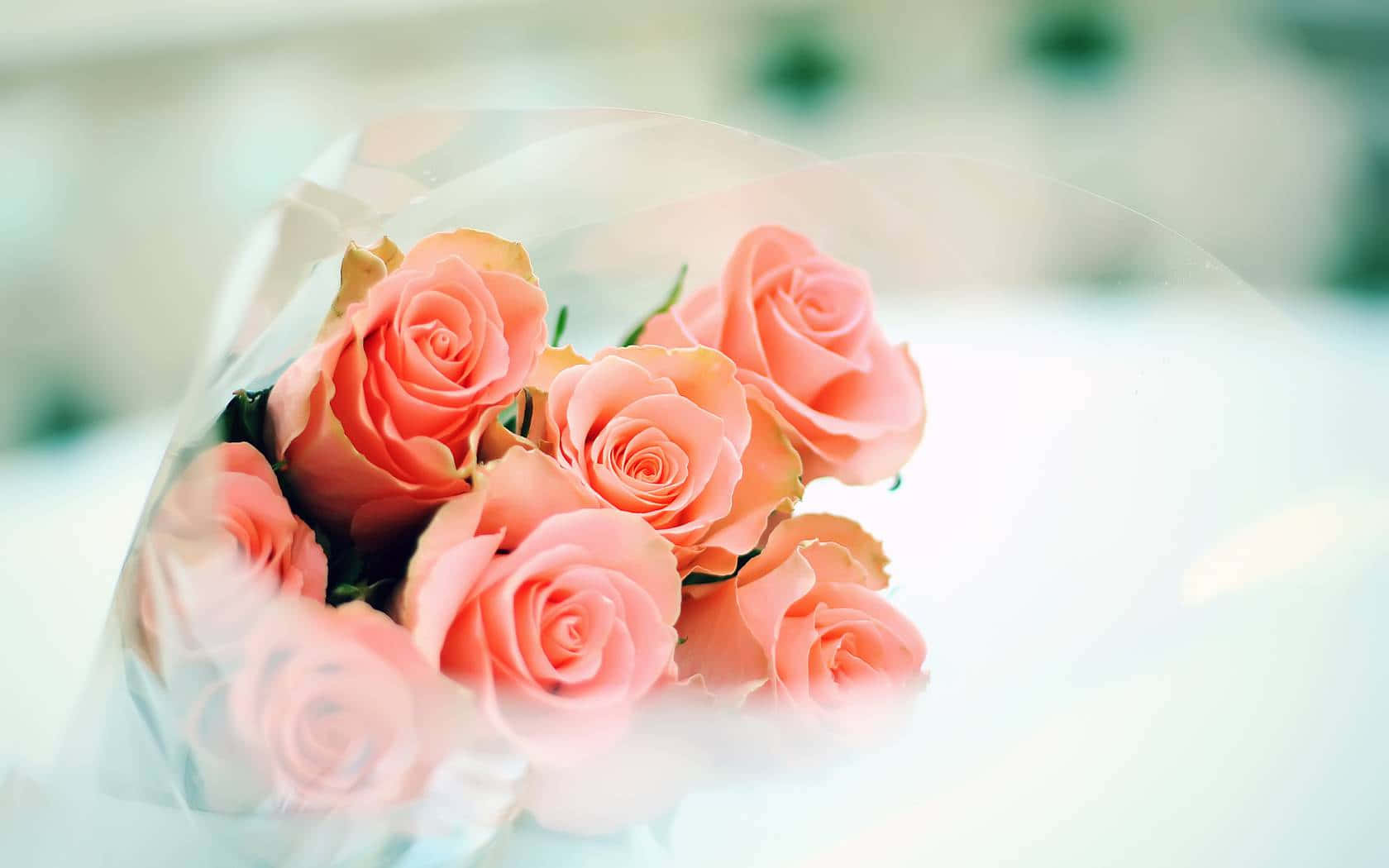 peach roses, sheer white paper, bright white surface, HD Desktop Wallpaper