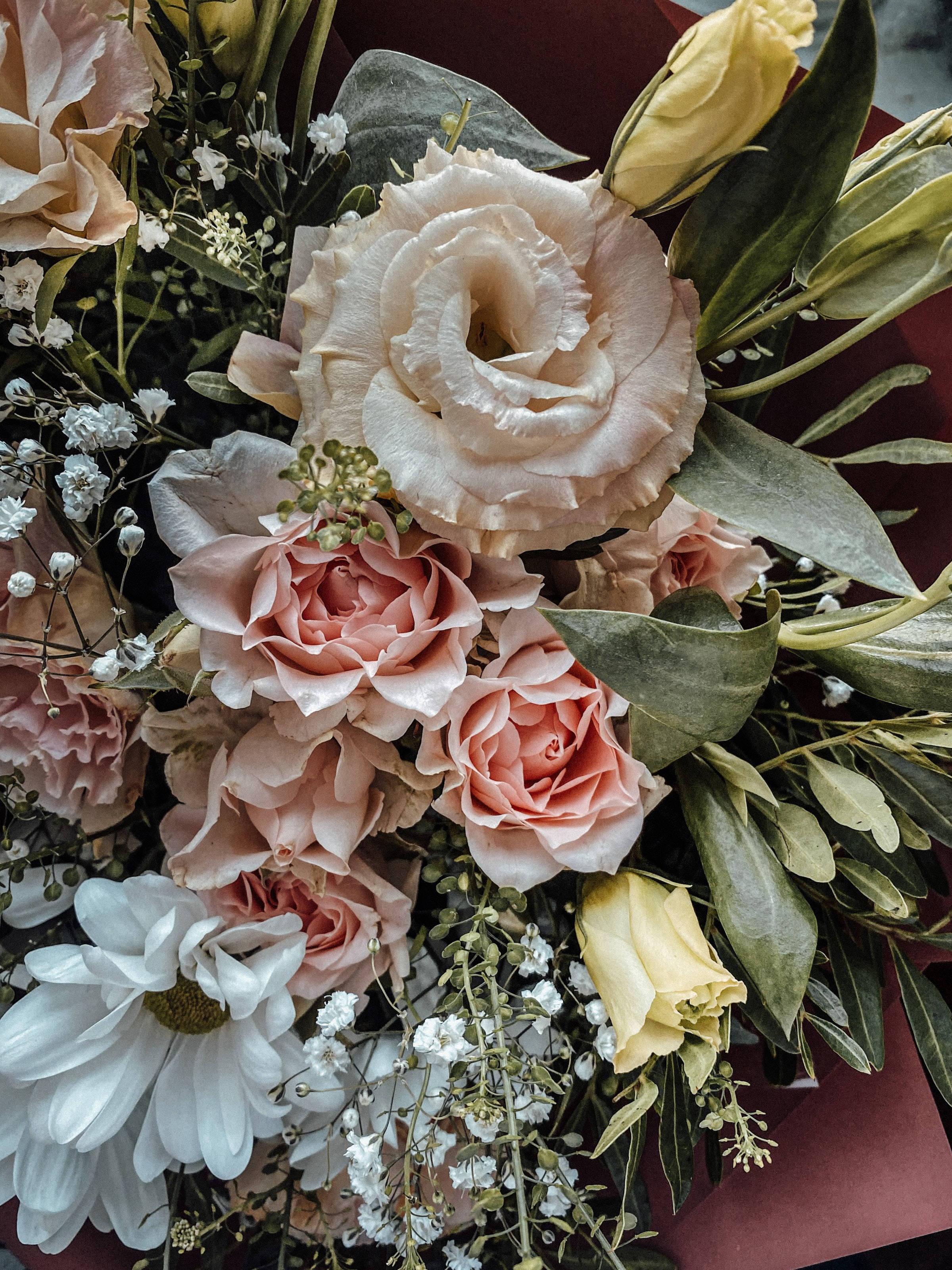 English Rose, Gardenia, Common Daisy, 2K Phone Wallpaper