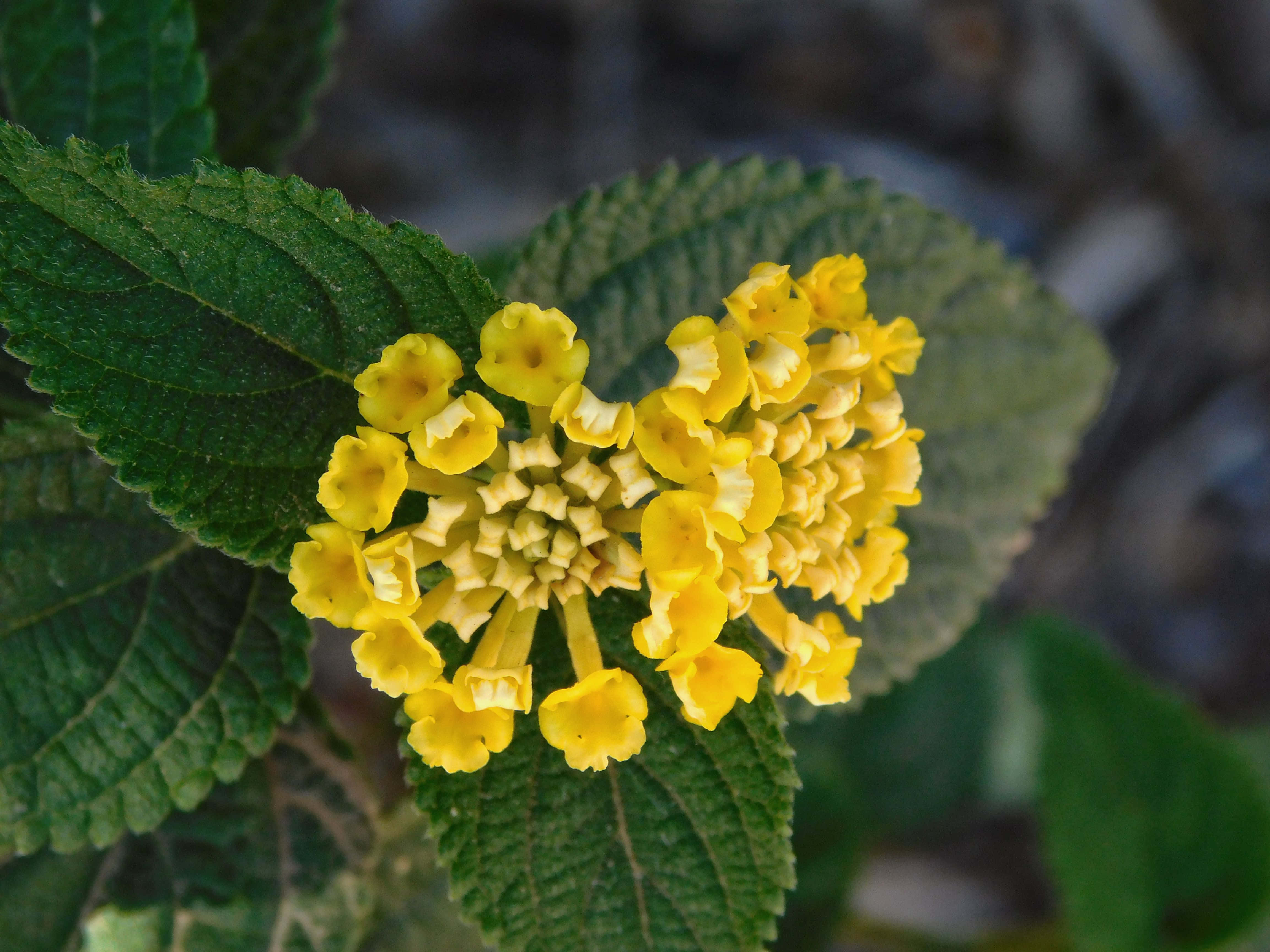 yellow flowers, lush green leaves, softly blurred natural background, 4K Desktop Wallpaper