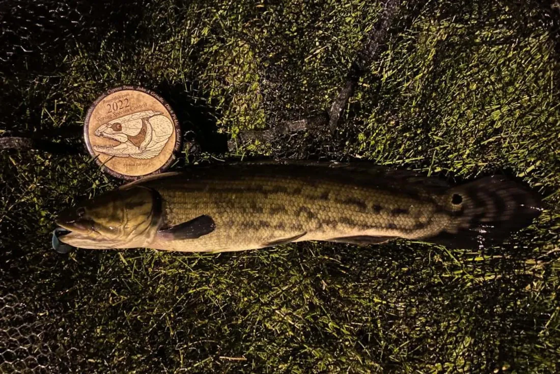 Bowfin