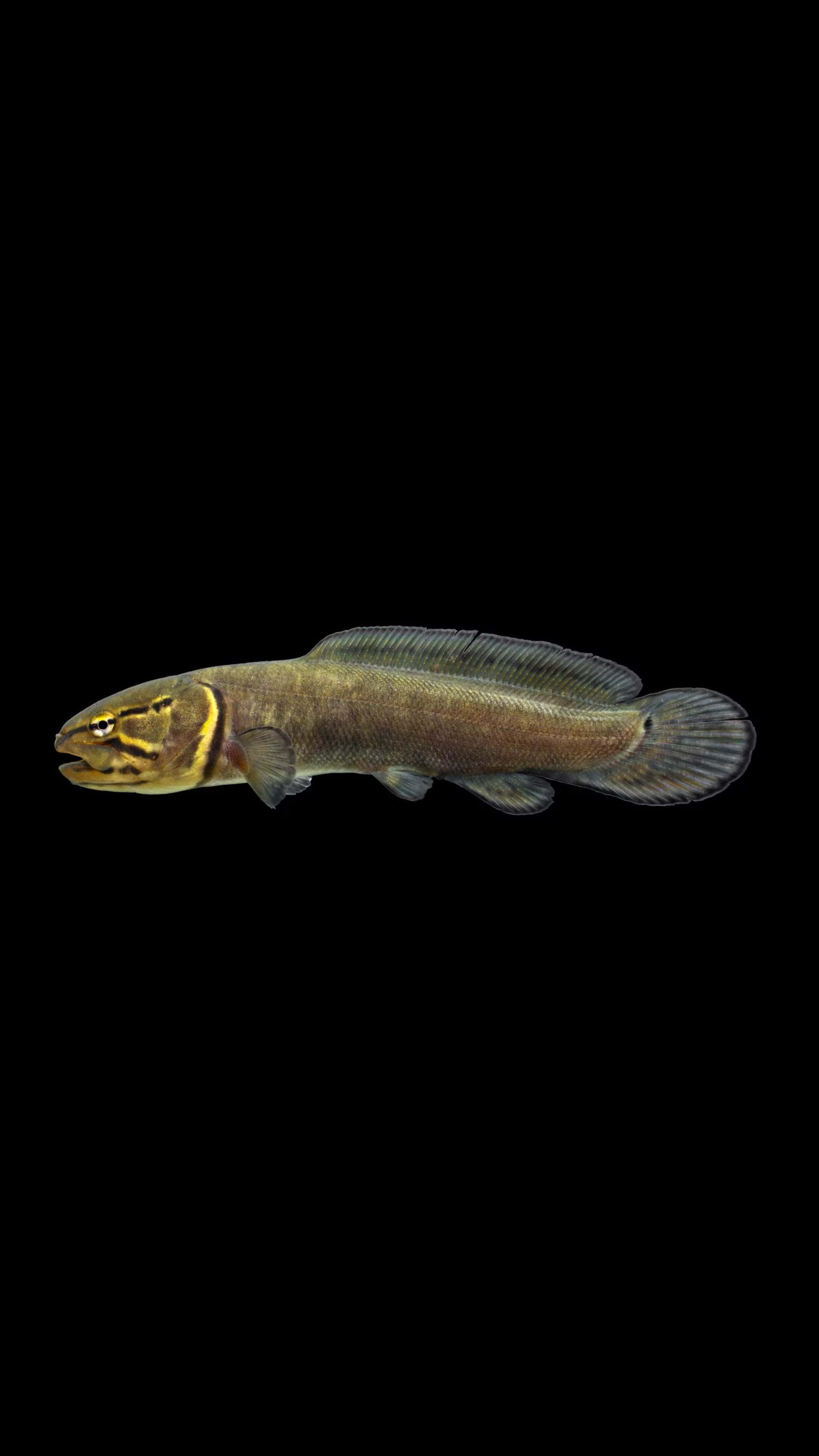 Bowfin, yellow stripe, slender fish, 4K Phone Wallpaper
