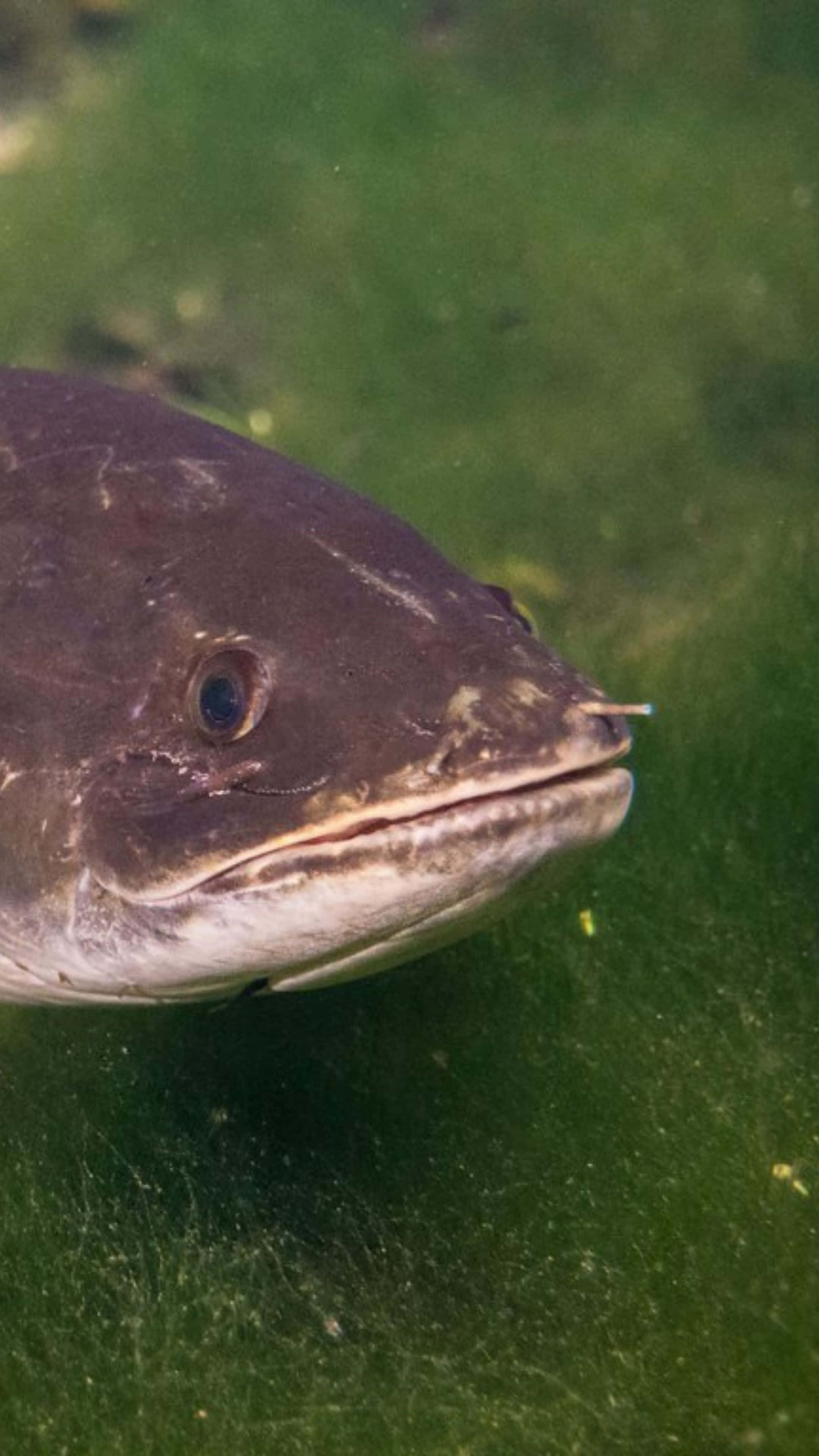 Bowfin, dark gray, wide mouth, 4K Phone Wallpaper