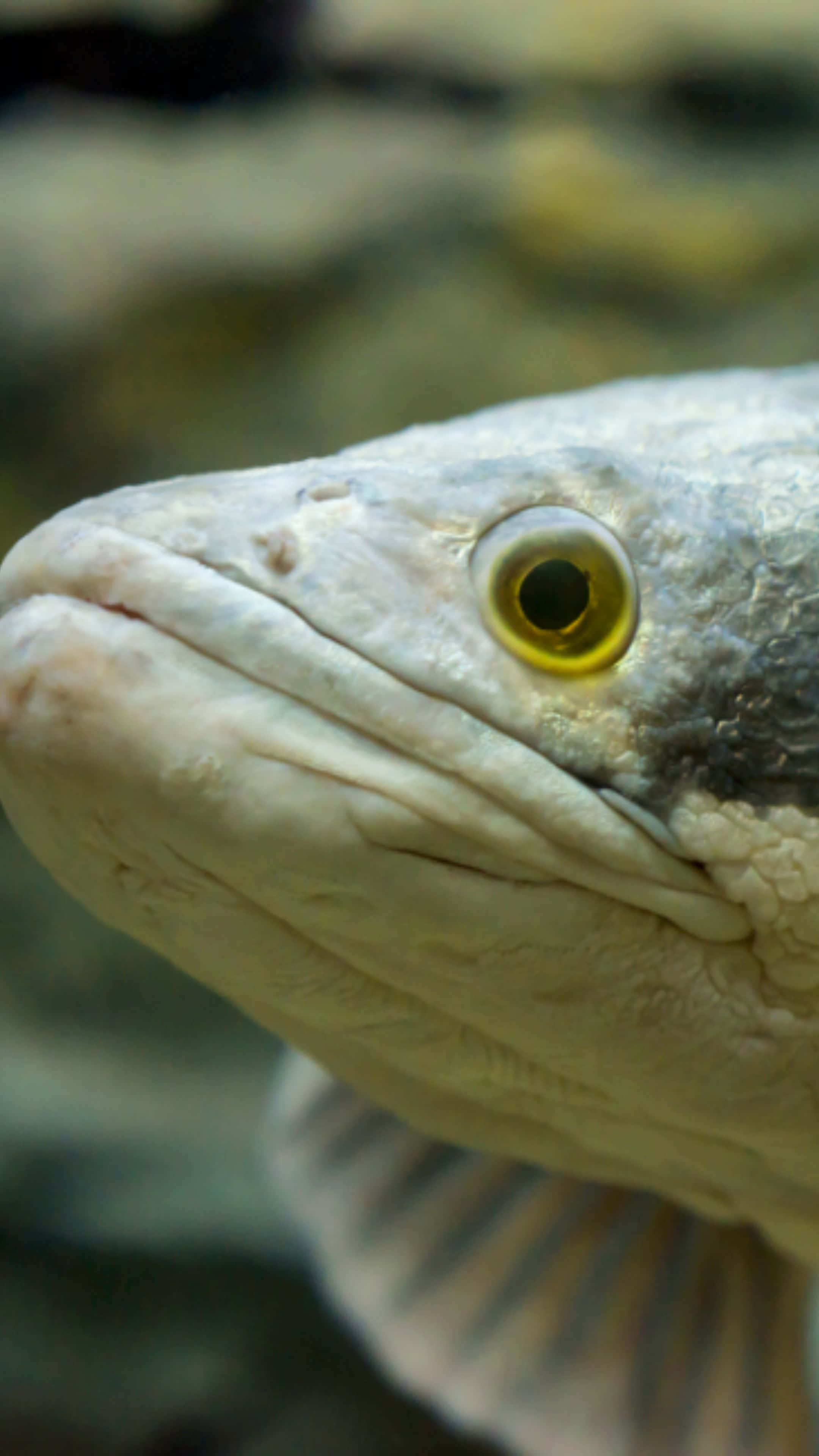 Bowfin, yellow eye, detailed scales, 4K Phone Wallpaper