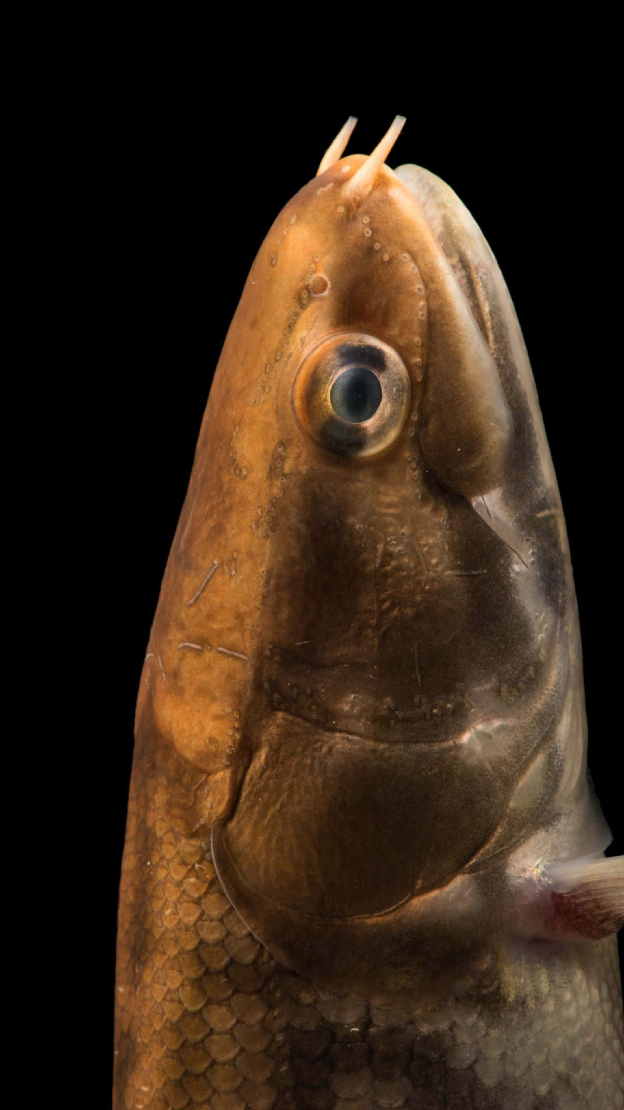 Bowfin, brown fish head, blue eye, 4K Phone Wallpaper