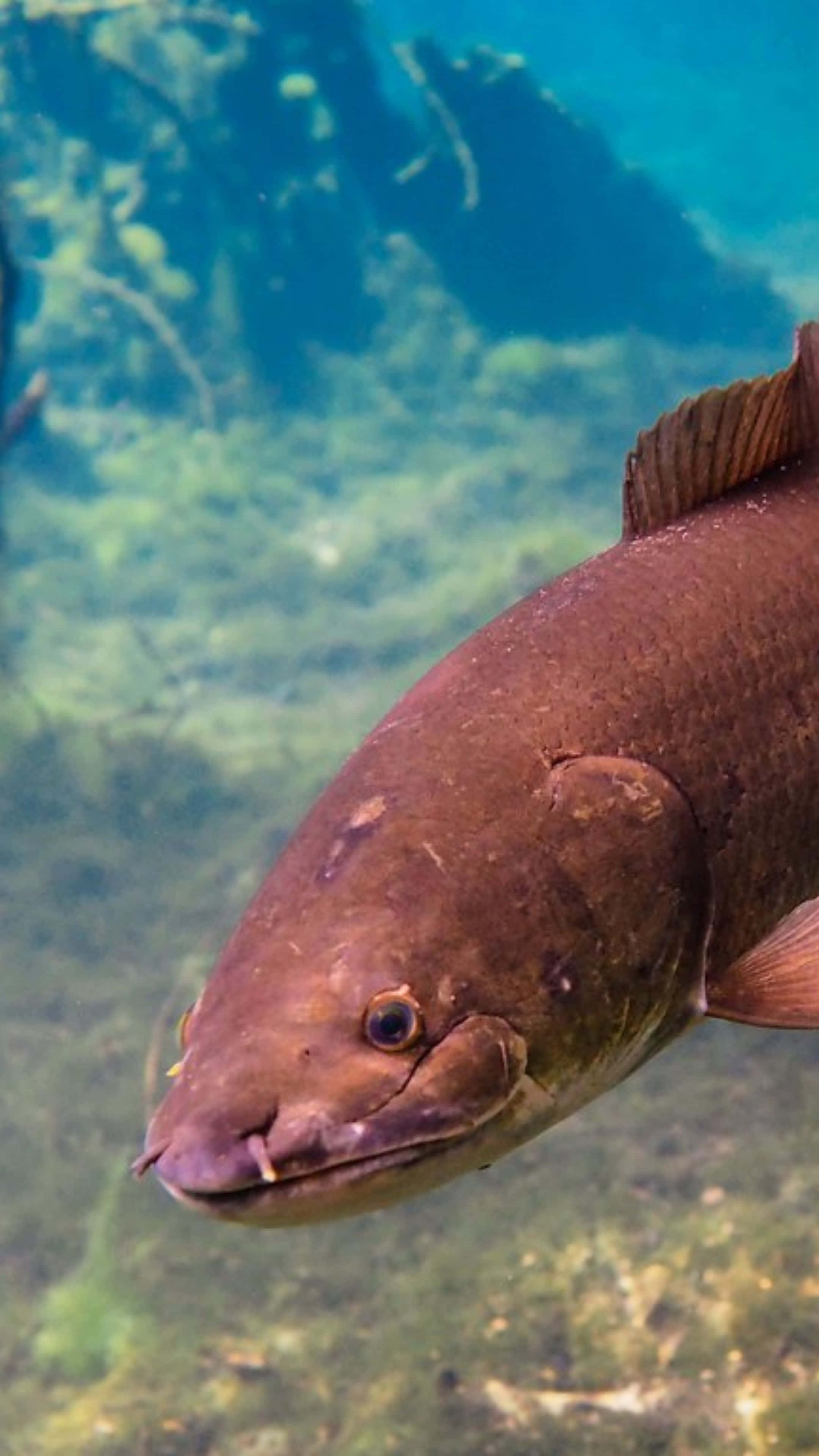 Bowfin, natural habitat, brown fish, 4K Phone Wallpaper