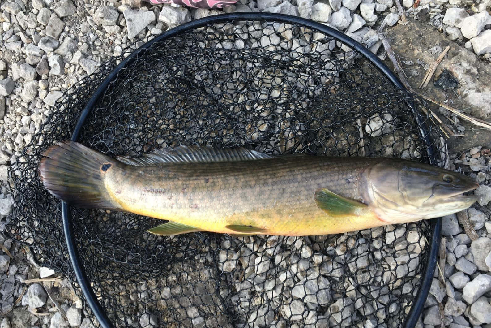 Bowfin, black mesh net, gravel riverbank, HD Desktop Wallpaper