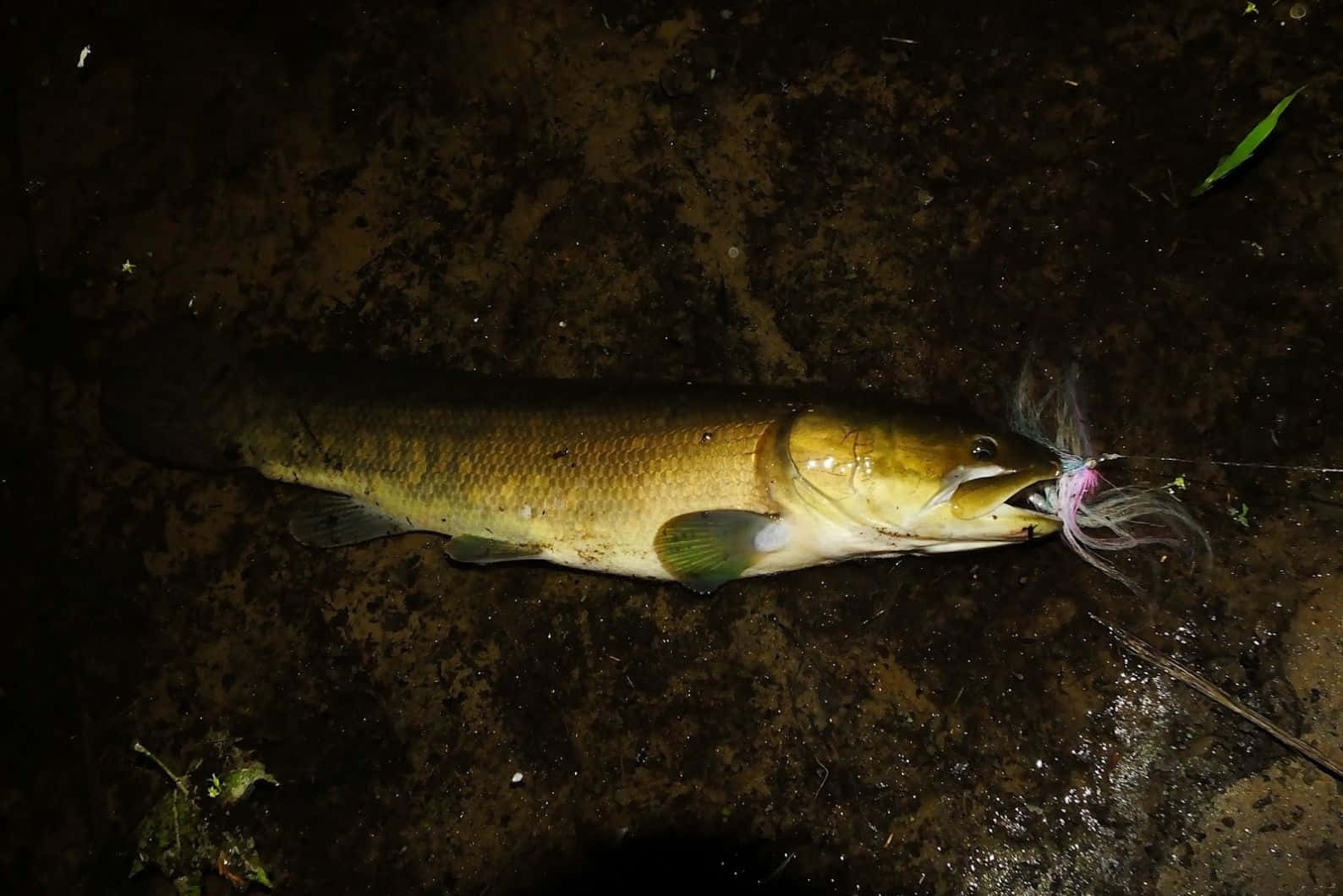 Bowfin, muddy riverbed, pink and white lure, HD Desktop Wallpaper