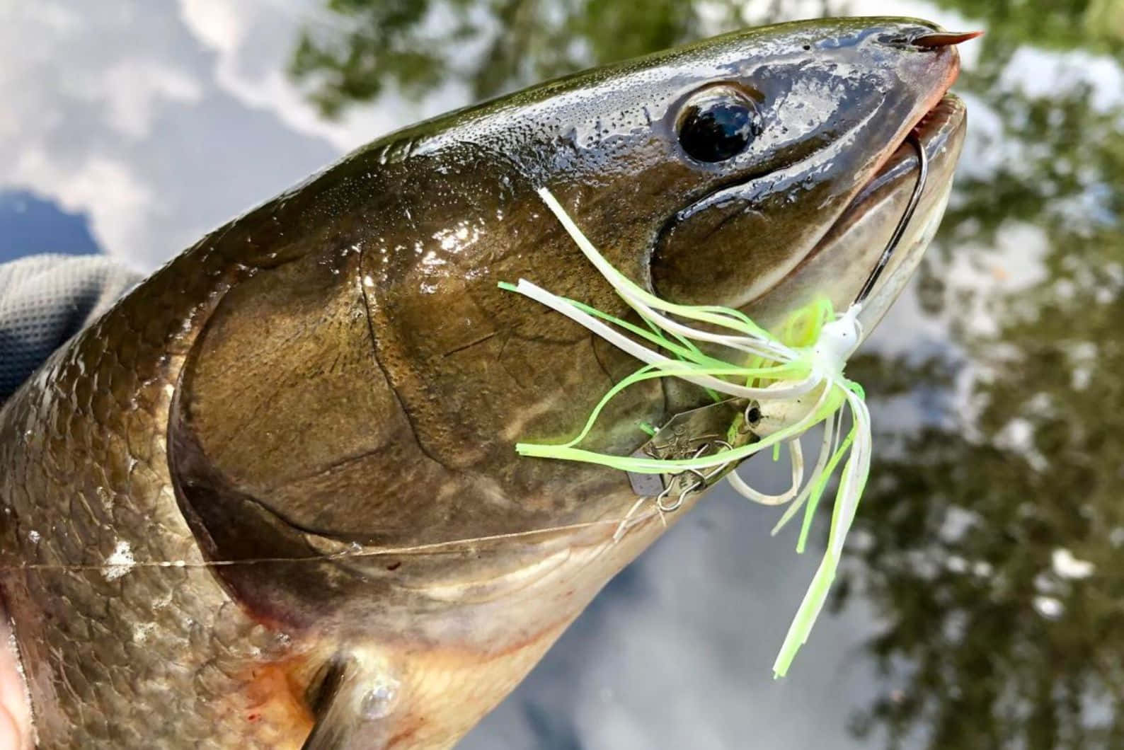 Bowfin, green and white lure, gloved hand, HD Desktop Wallpaper