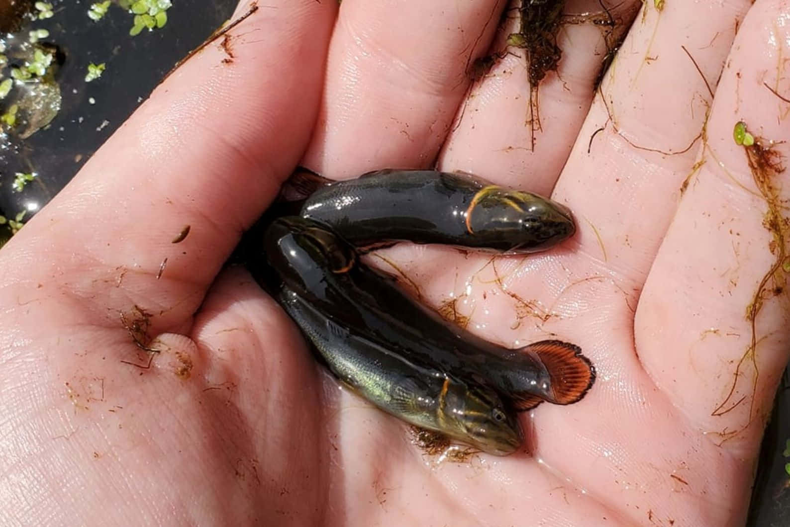 Bowfin, orange fins, wet open palm, HD Desktop Wallpaper