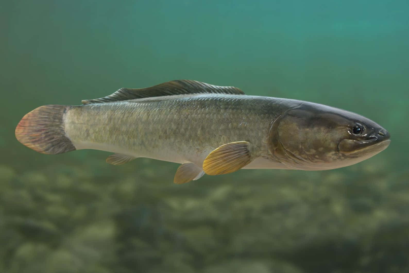 Bowfin, underwater, greenish fish, HD Desktop Wallpaper