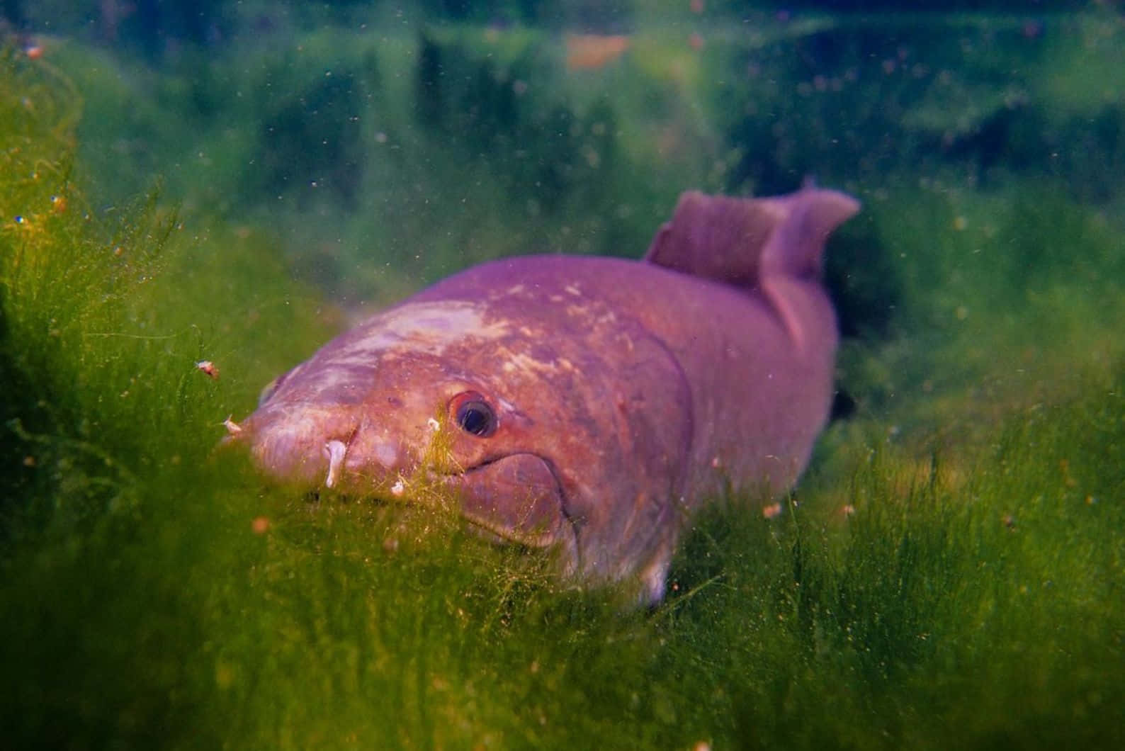 Bowfin, aquatic vegetation, pale purple, HD Desktop Wallpaper