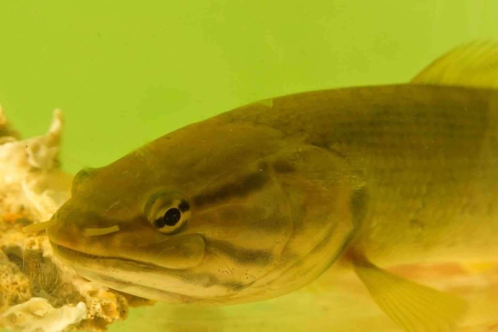 Bowfin, greenish-brown, large eye, HD Desktop Wallpaper