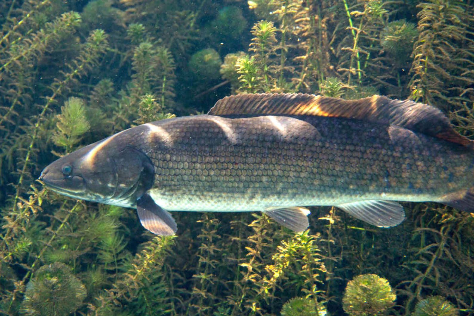 Bowfin, dorsal fin, dense green aquatic plants, HD Desktop Wallpaper