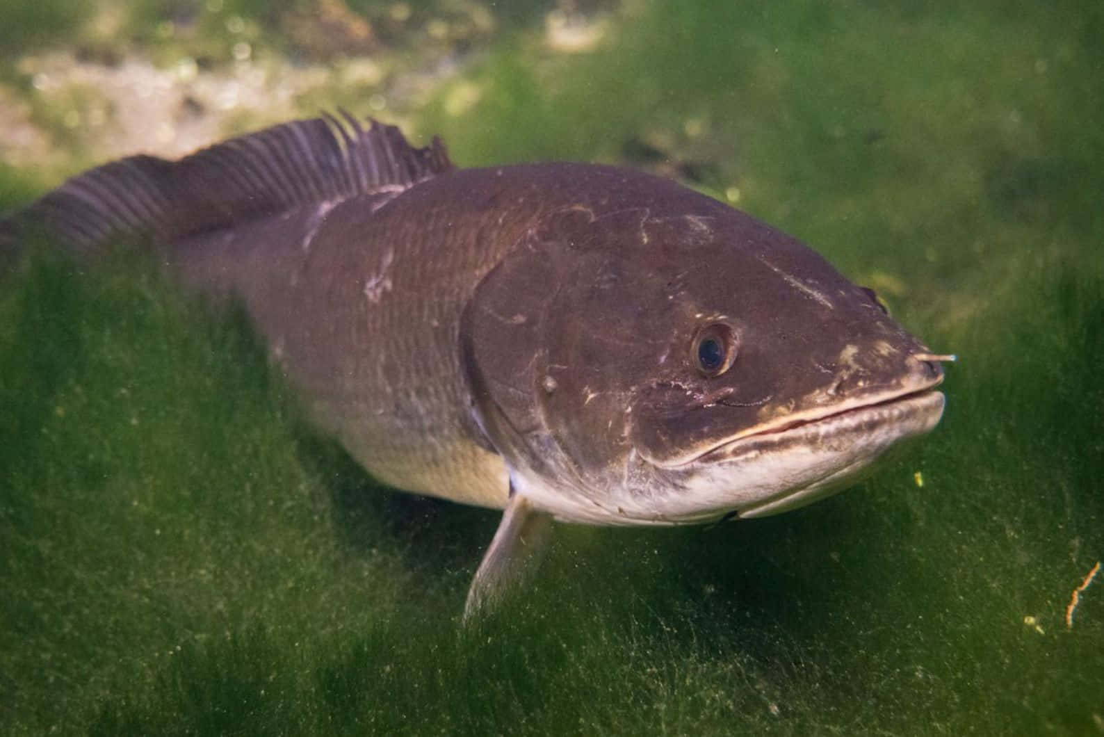 Bowfin, natural habitat, dark gray, HD Desktop Wallpaper