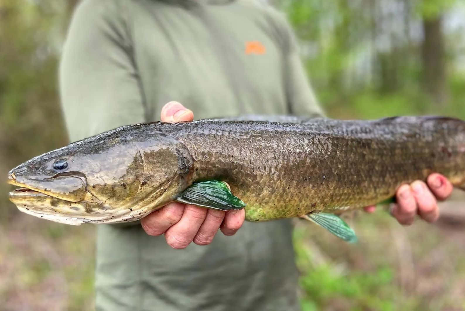 Bowfin, green shirt, dark green gar fish, HD Desktop Wallpaper
