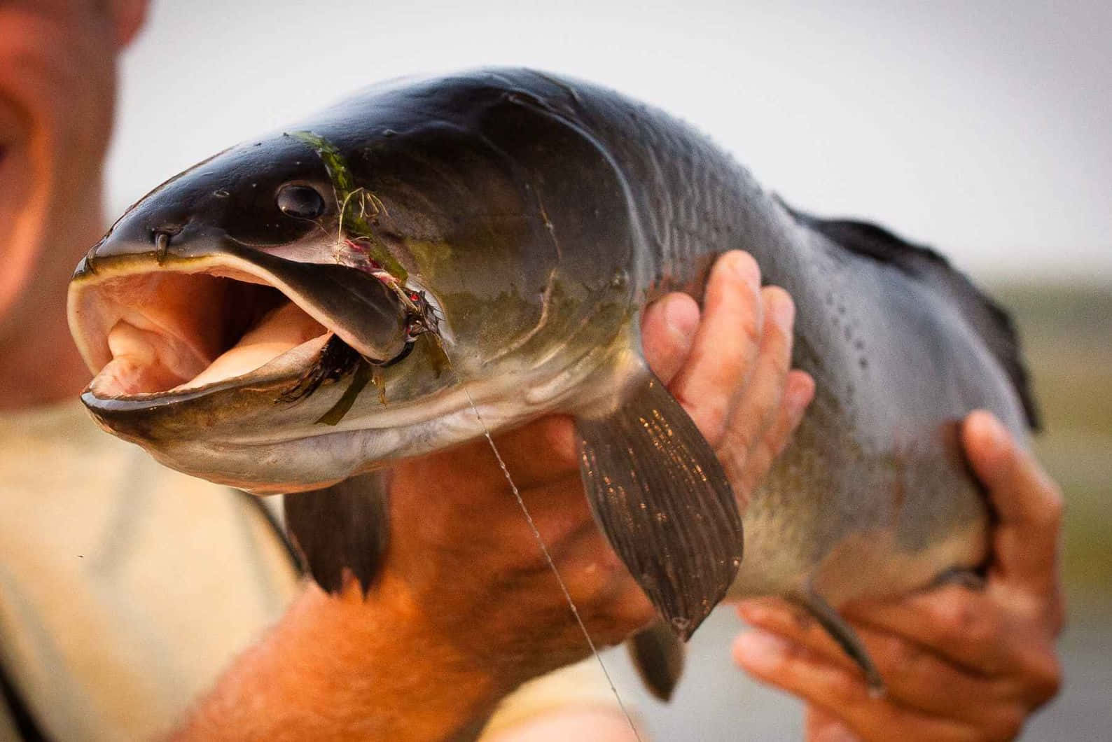 Bowfin, fishing line, dark-scaled fish, HD Desktop Wallpaper