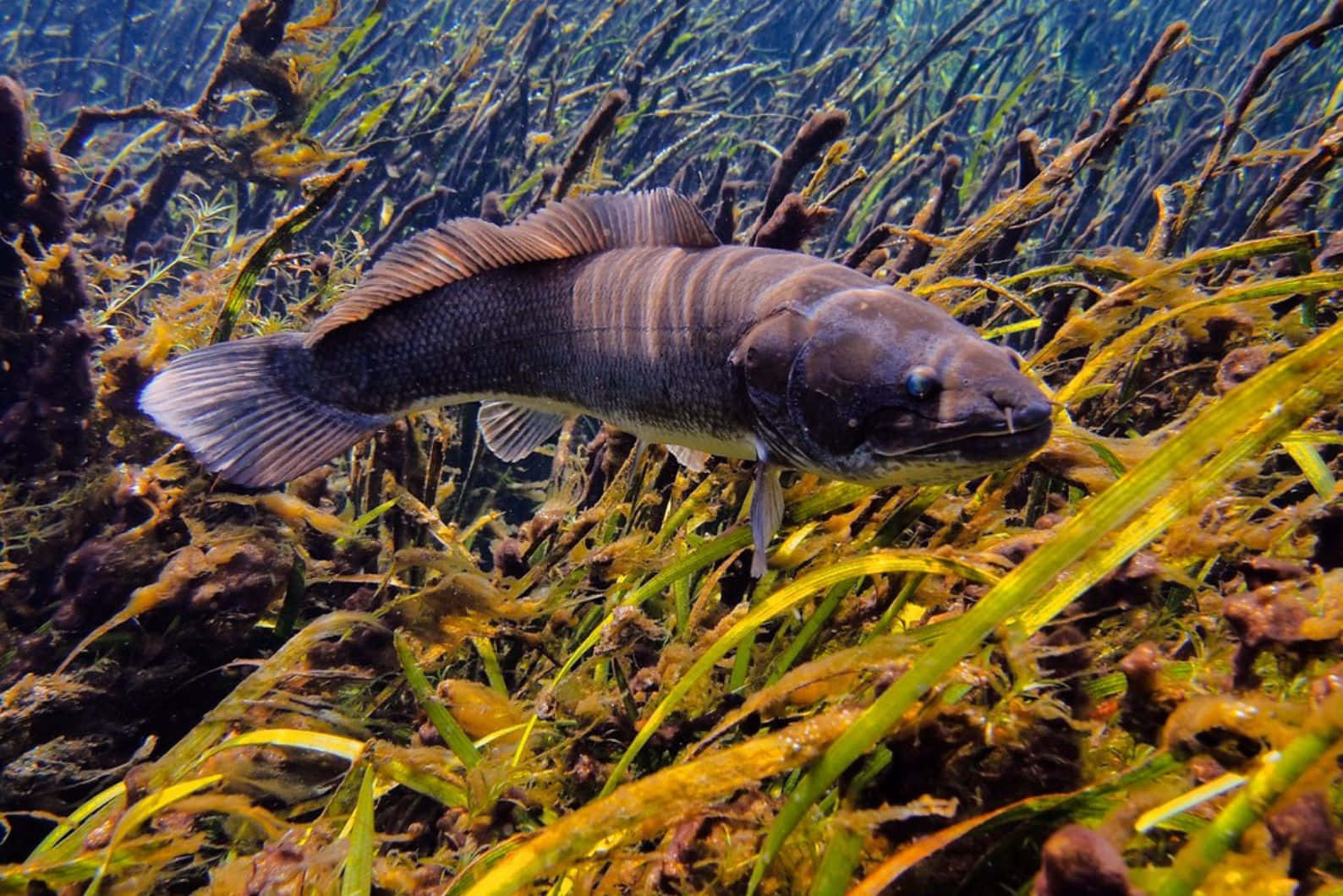 Bowfin, aquatic plants, yellow-green sea grass, HD Desktop Wallpaper