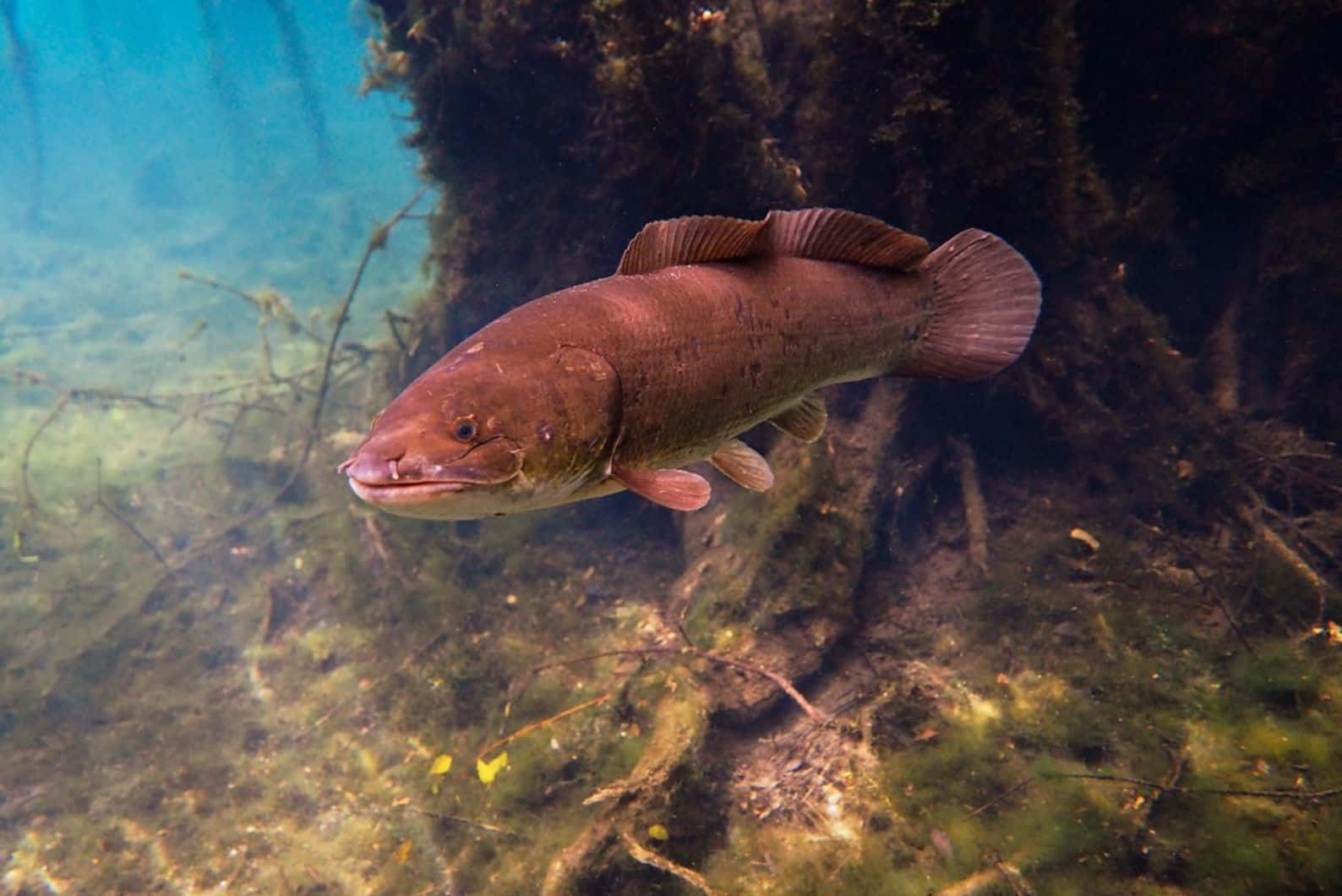 Bowfin, mossy submerged log, clear blue-green water, HD Desktop Wallpaper