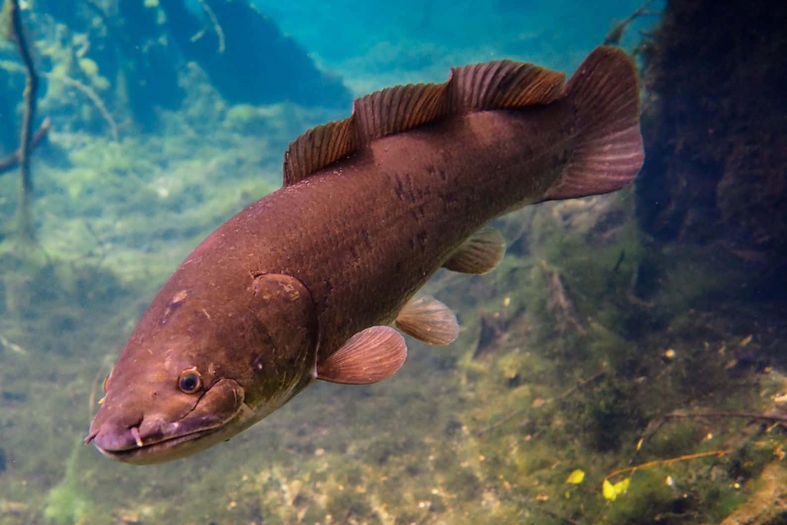 Bowfin, brown fish, prominent fins, HD Desktop Wallpaper