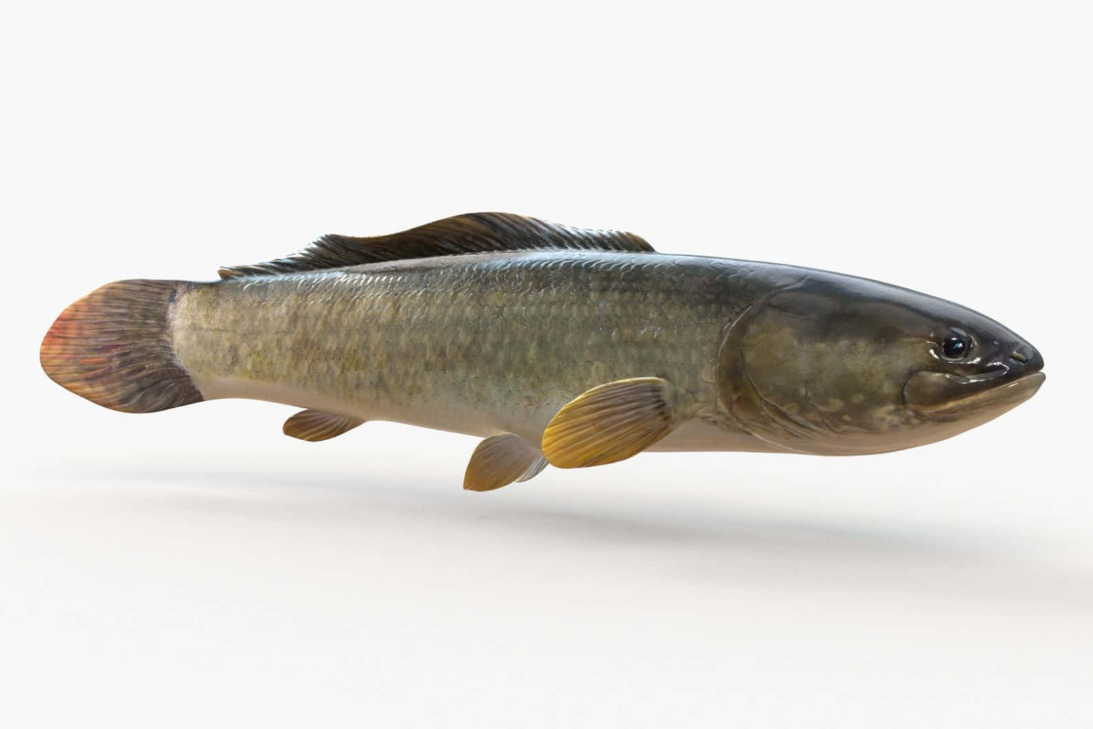 Bowfin, greenish brown, yellow fins, HD Desktop Wallpaper