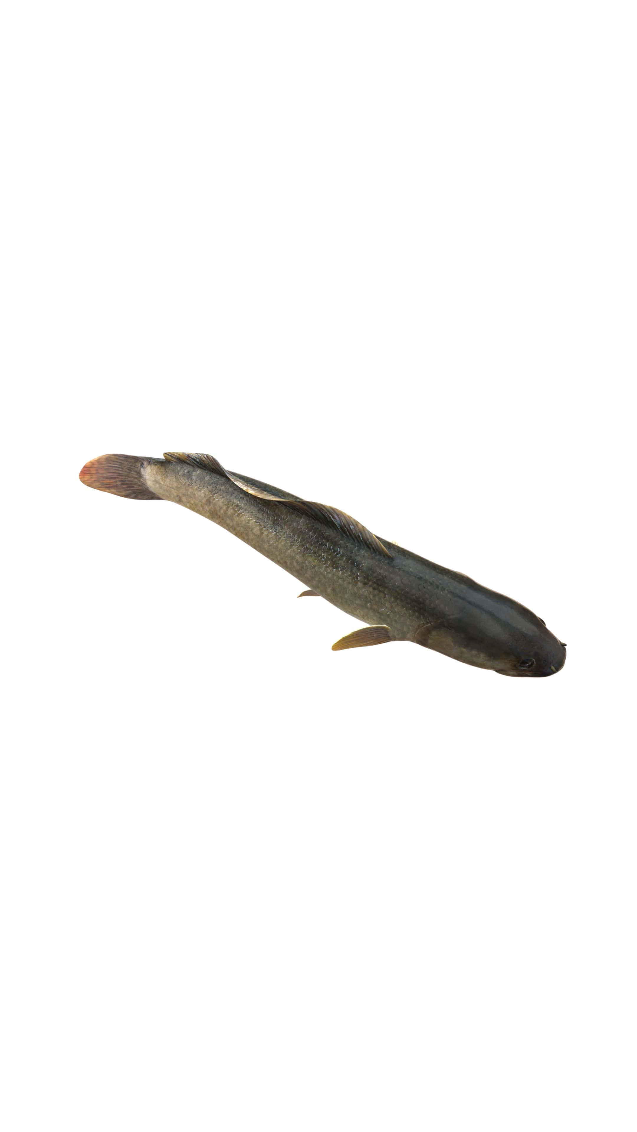 Bowfin, mottled gray scales, orange-tipped fins, 4K Phone Wallpaper