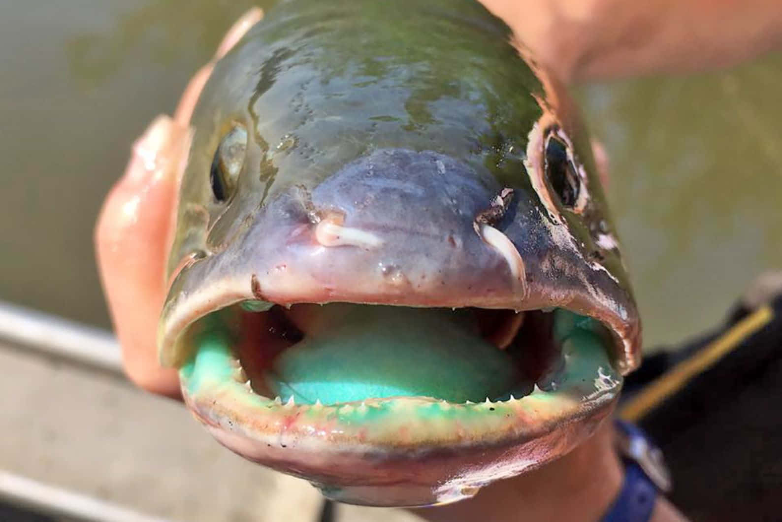 Bowfin, wide open mouth, sharp teeth, HD Desktop Wallpaper
