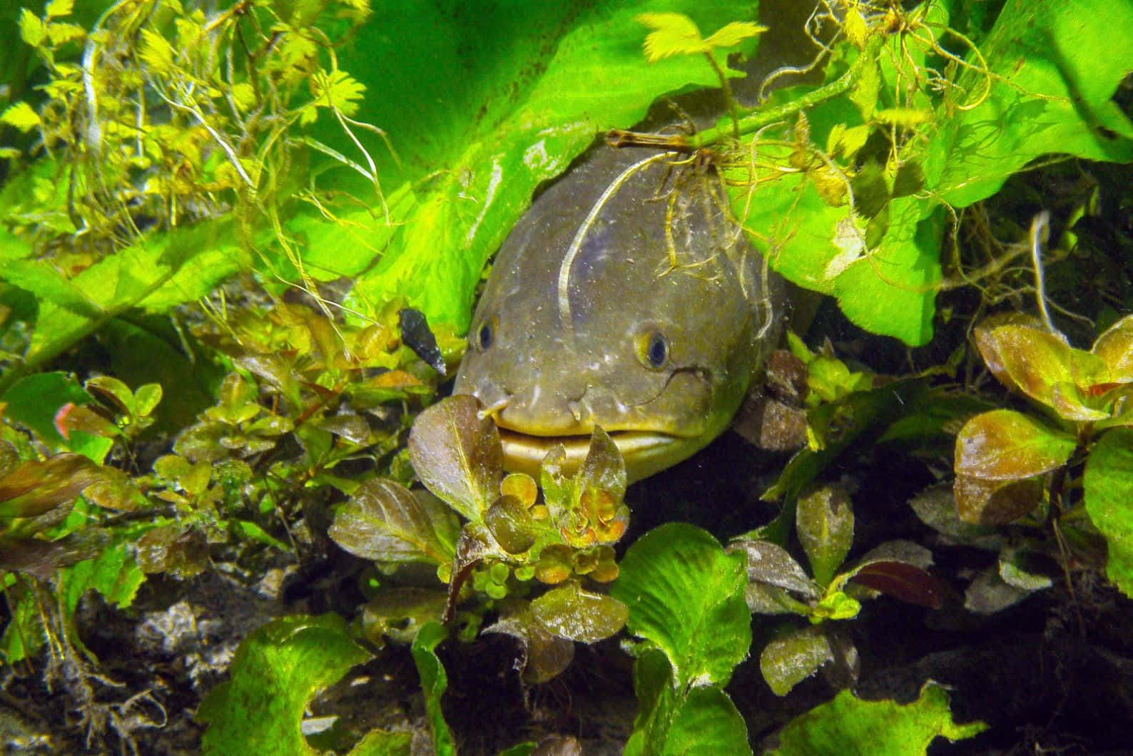 Bowfin, aquatic plants, gray catfish, HD Desktop Wallpaper
