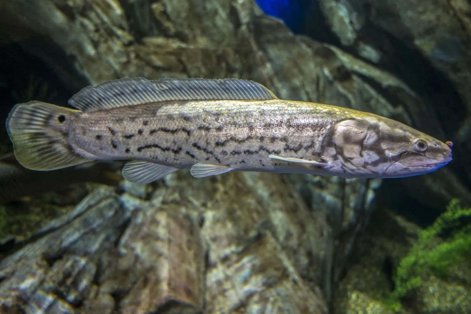 Bowfin, natural habitat, rocky underwater terrain, HD Desktop Wallpaper
