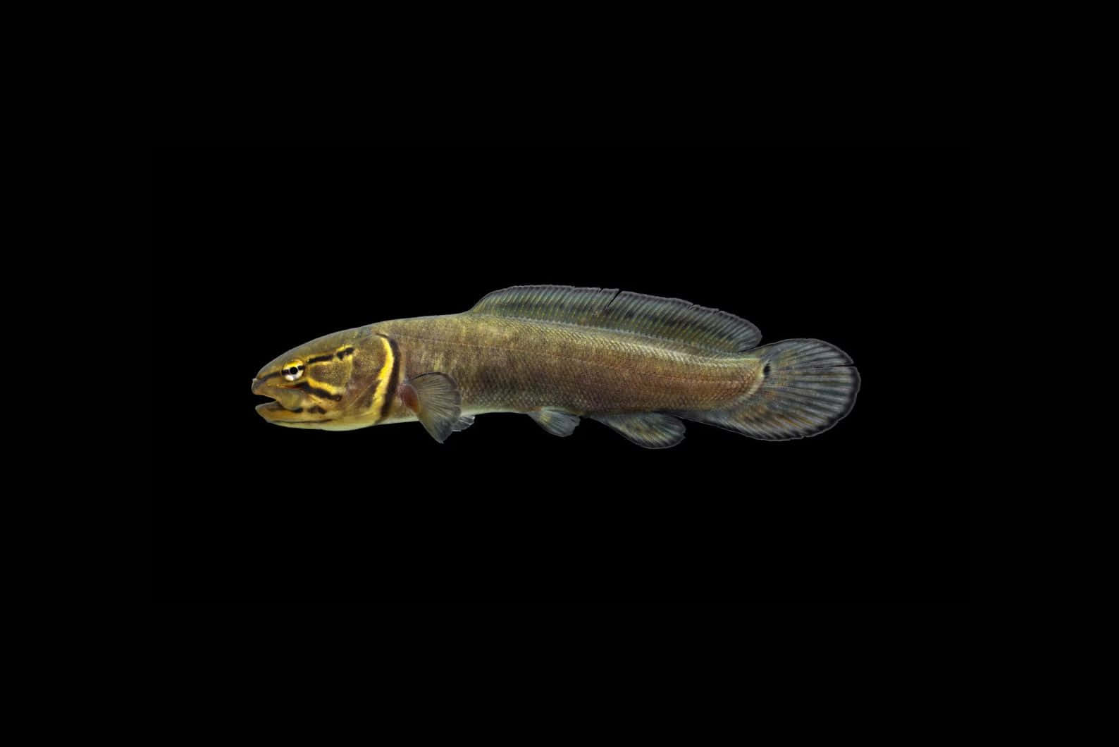Bowfin, black background, yellow stripes, HD Desktop Wallpaper