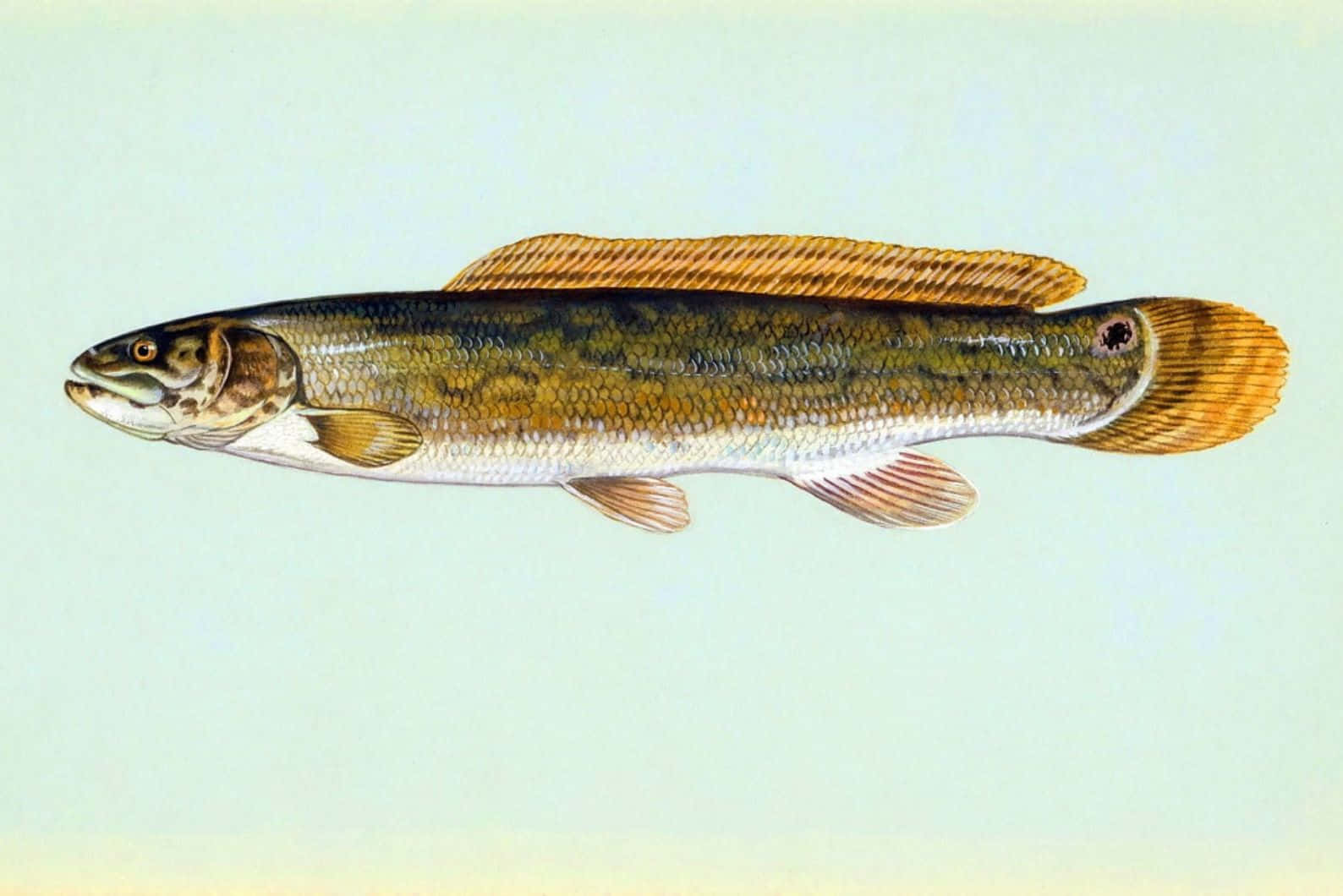 Bowfin, golden fins, mottled green brown scales, HD Desktop Wallpaper