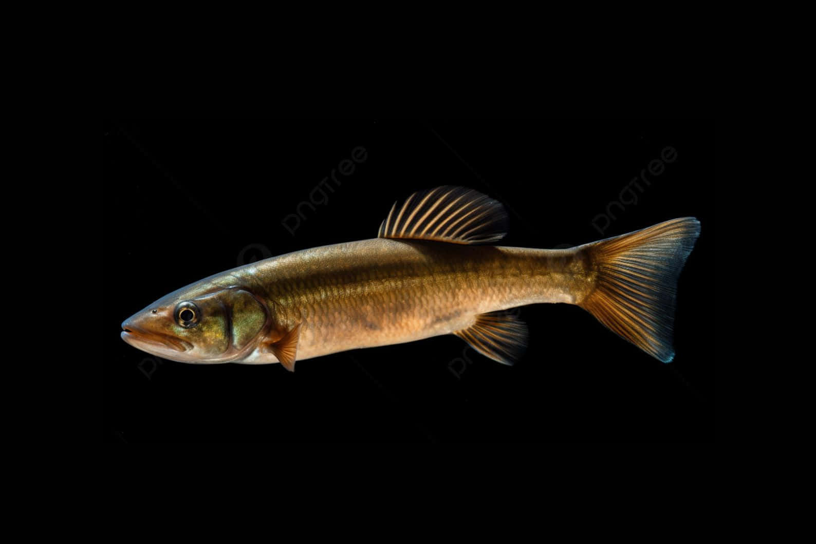 Bowfin, black background, slender brown fish, HD Desktop Wallpaper