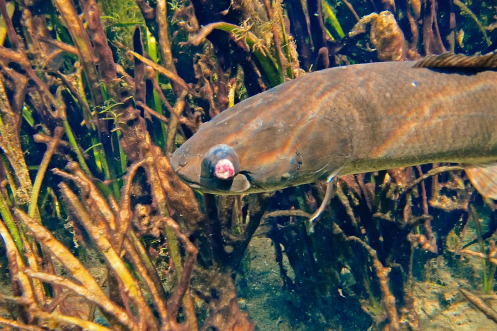 Bowfin, brown fish, pinkish eye, HD Desktop Wallpaper