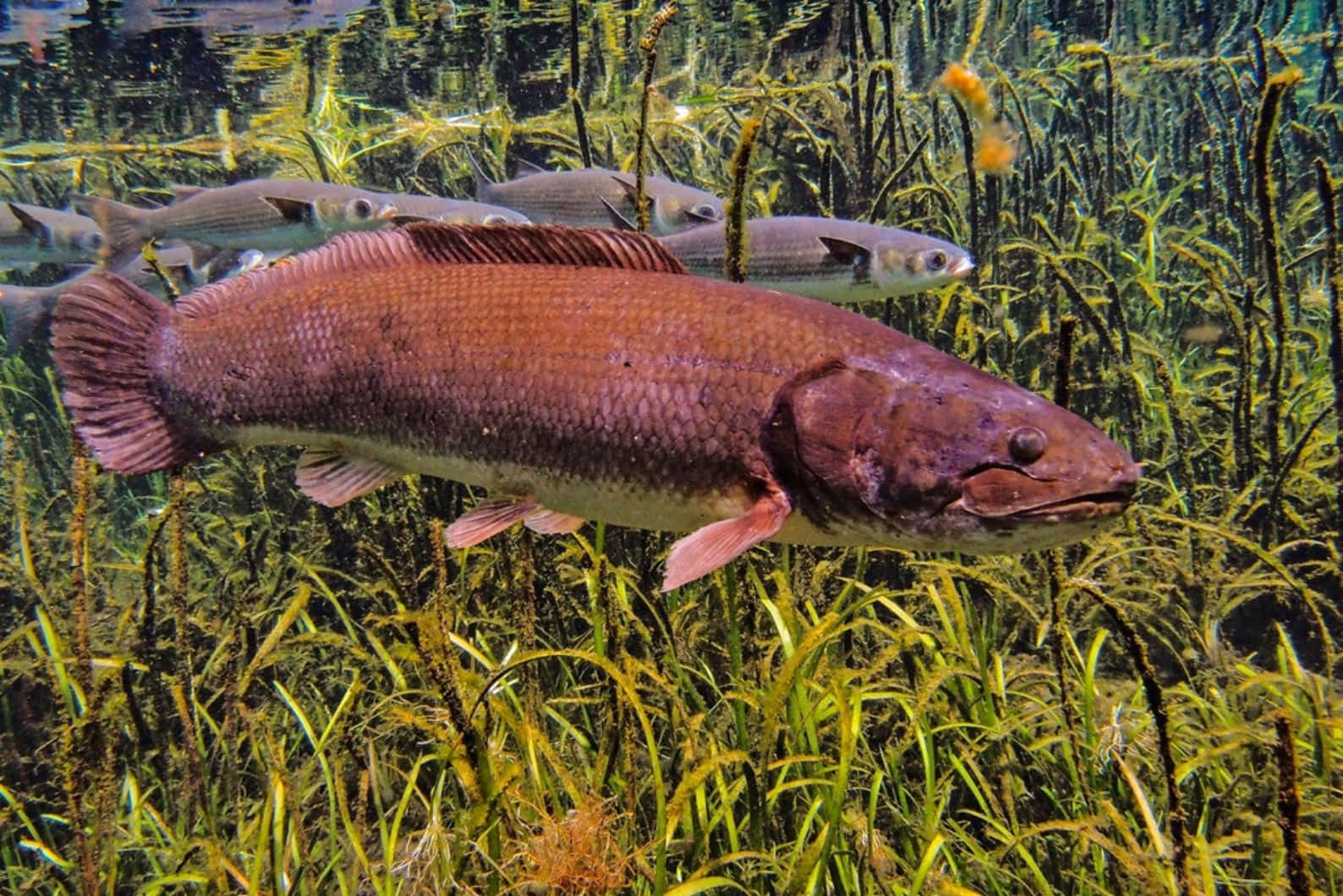 Bowfin, sunlit green aquatic grass, smaller fish, HD Desktop Wallpaper