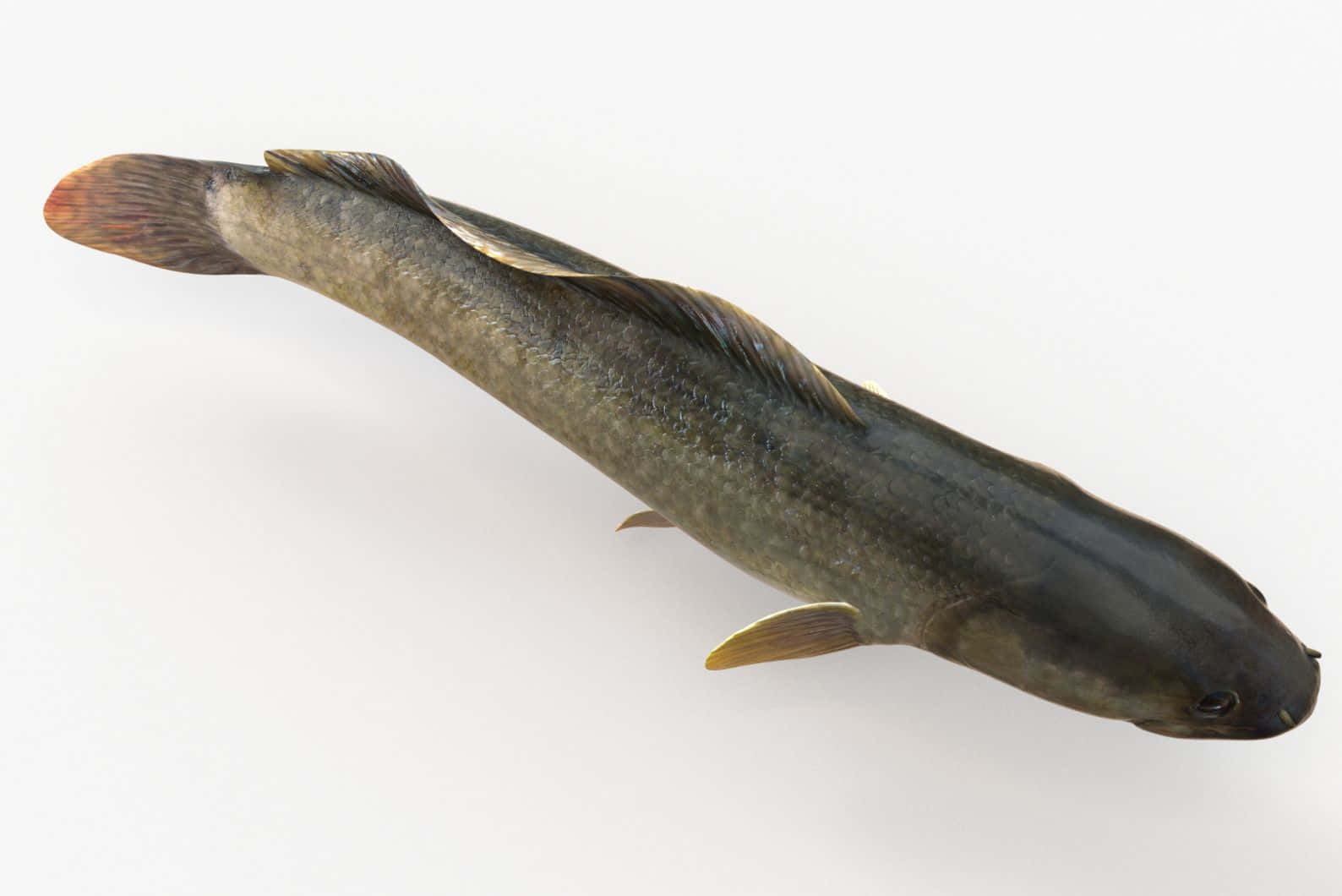 Bowfin, dark gray, reddish tail fin, HD Desktop Wallpaper
