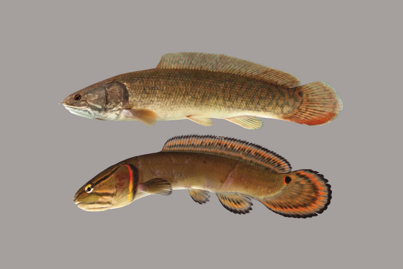 Bowfin, fish, elongated bodies, HD Desktop Wallpaper