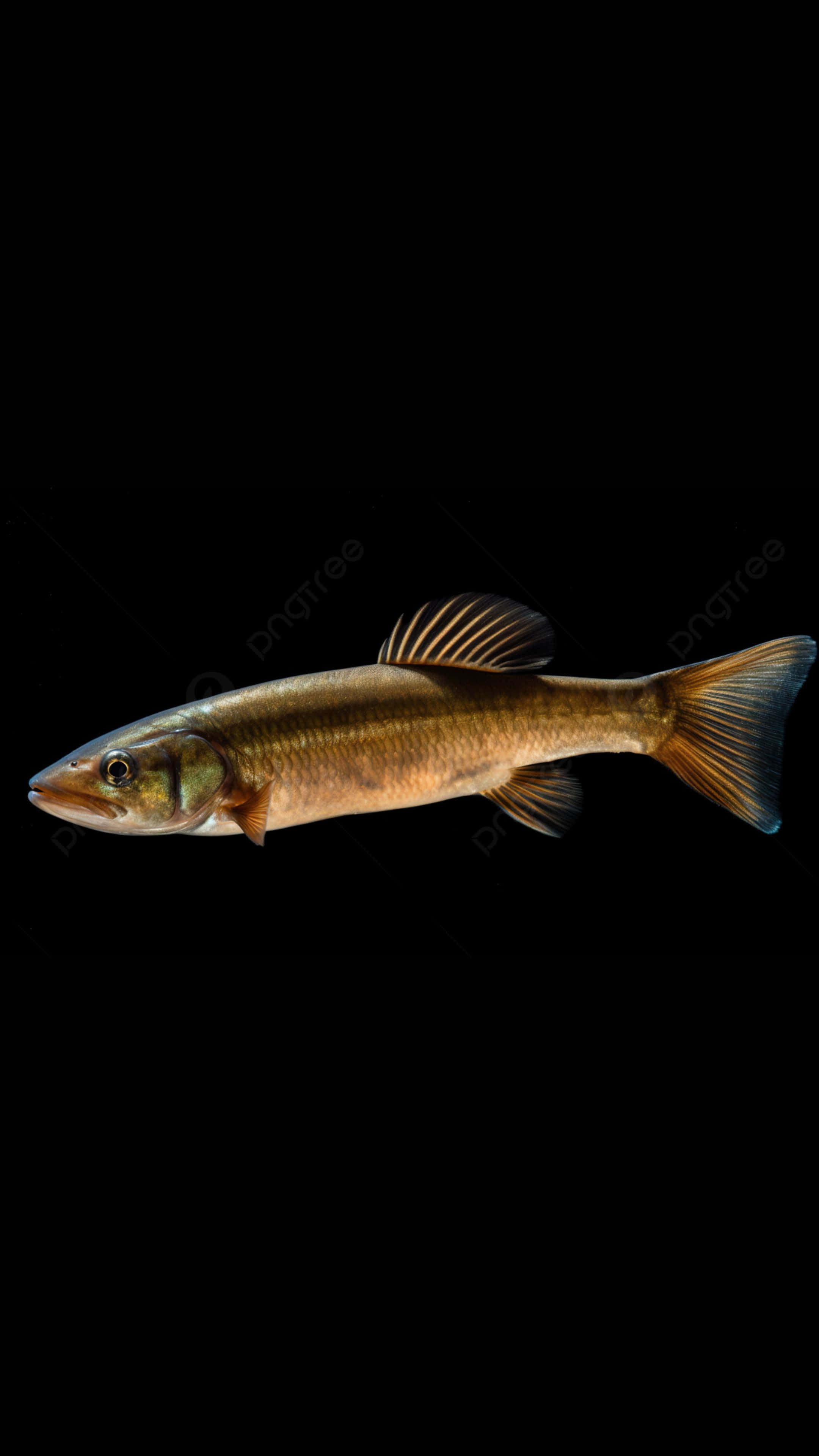 Bowfin, black background, slender brown fish, 4K Phone Wallpaper