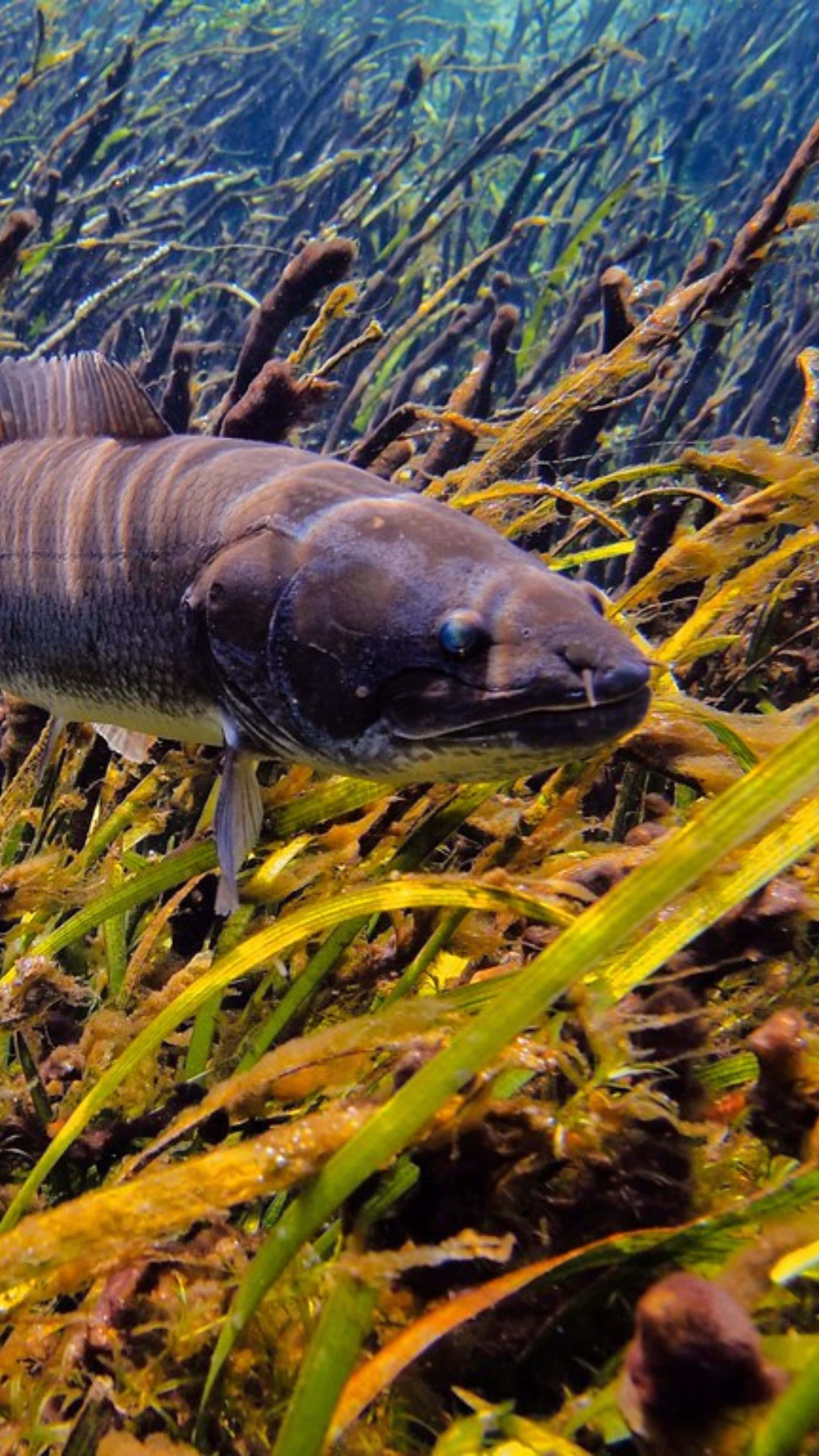 Bowfin, natural habitat, dark-scaled fish, 4K Phone Wallpaper