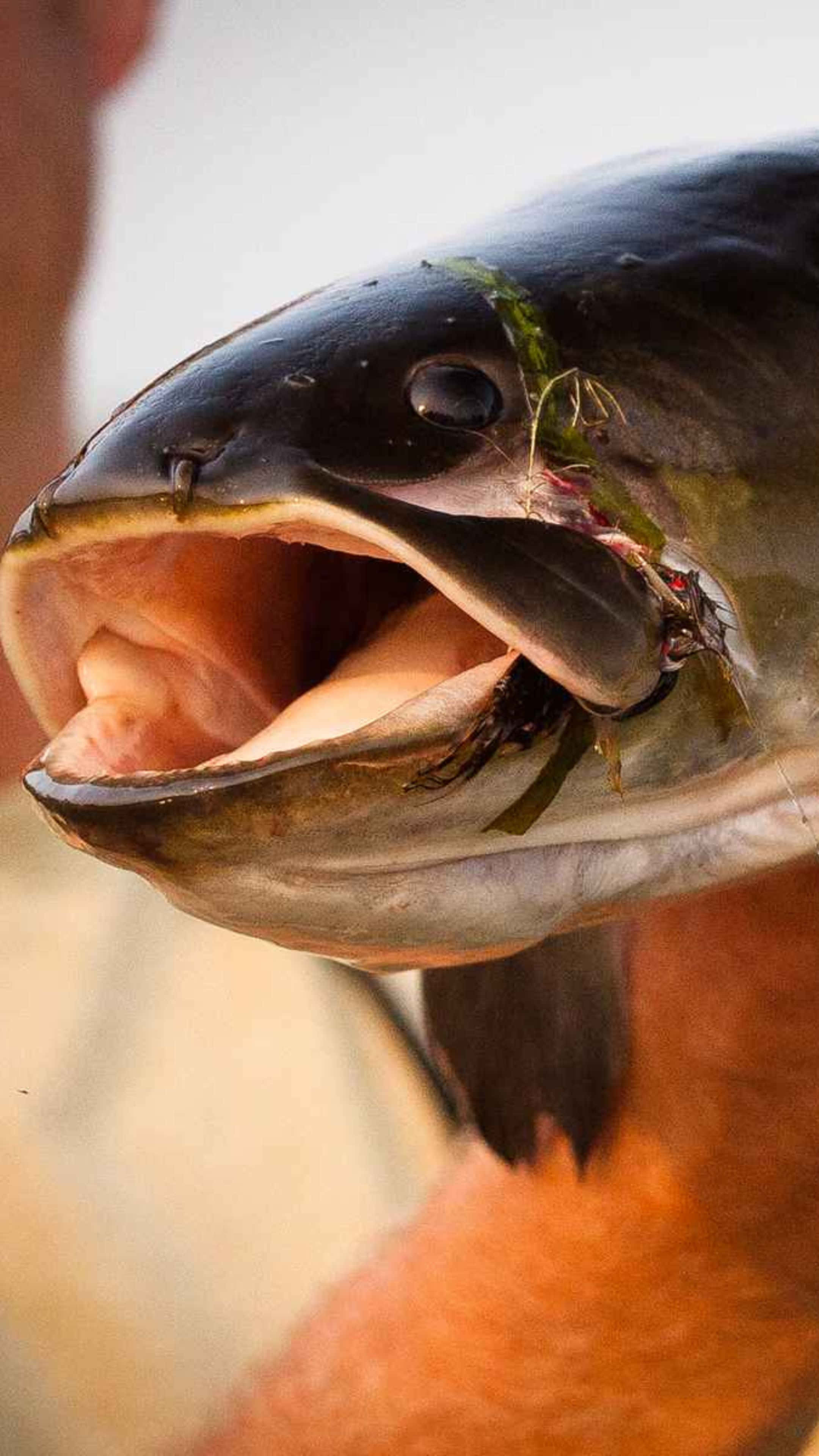 Bowfin, lure, pink interior, 4K Phone Wallpaper