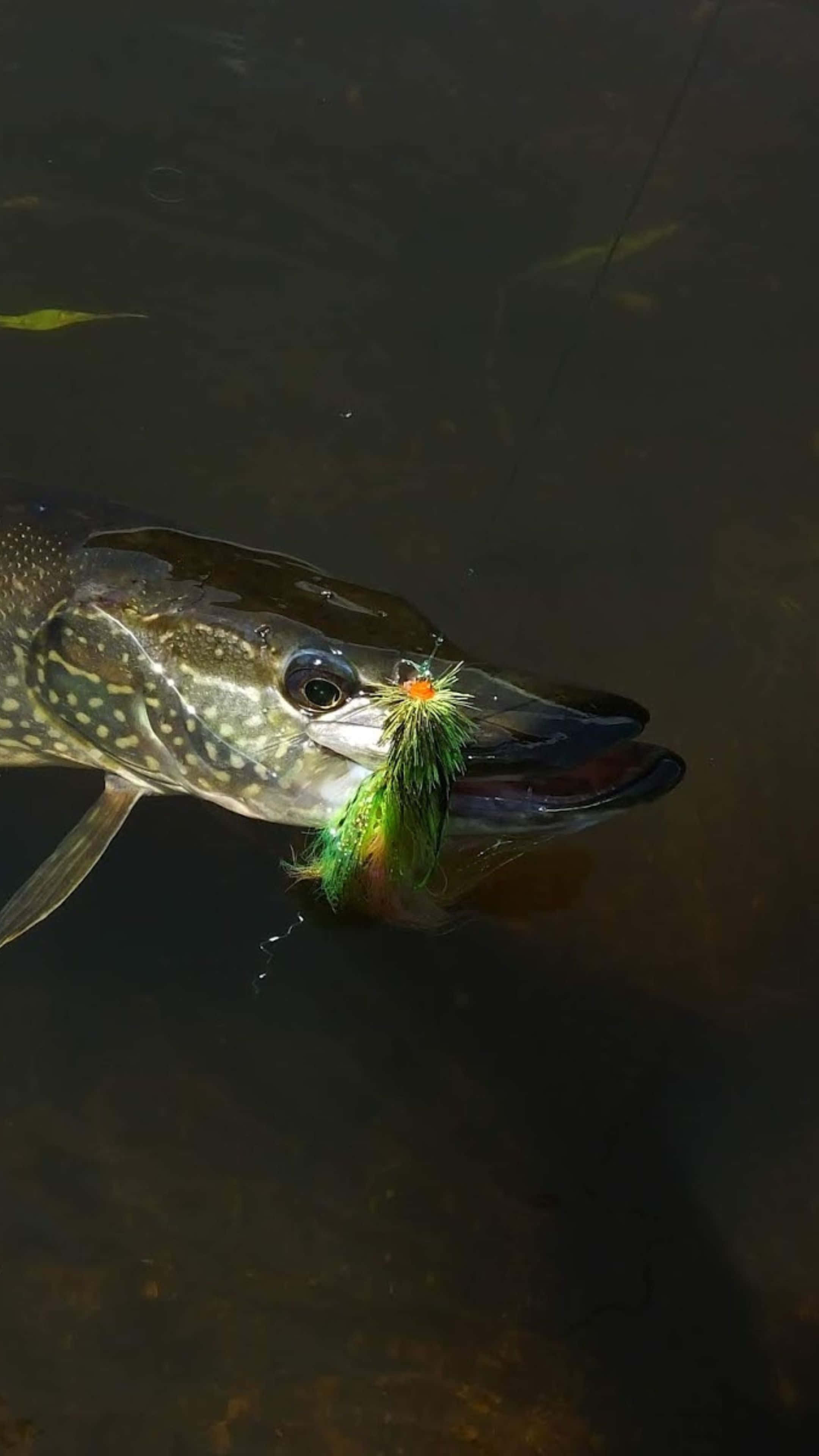 Bowfin, green and orange fly lure, dark water, 4K Phone Wallpaper