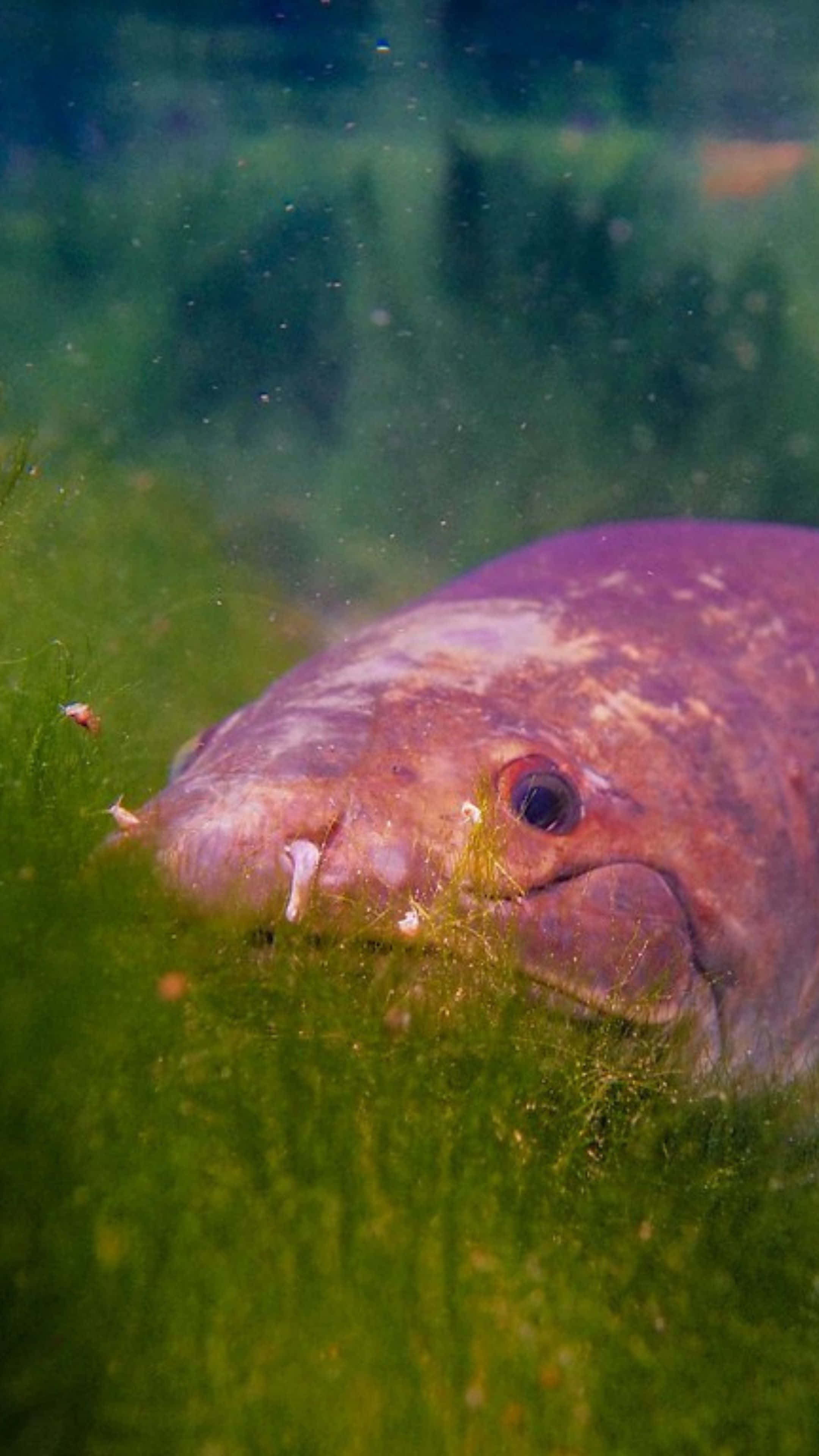 Bowfin, purple-skinned eel, vibrant green aquatic plants, 4K Phone Wallpaper