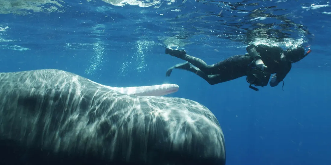 Bowhead Whale